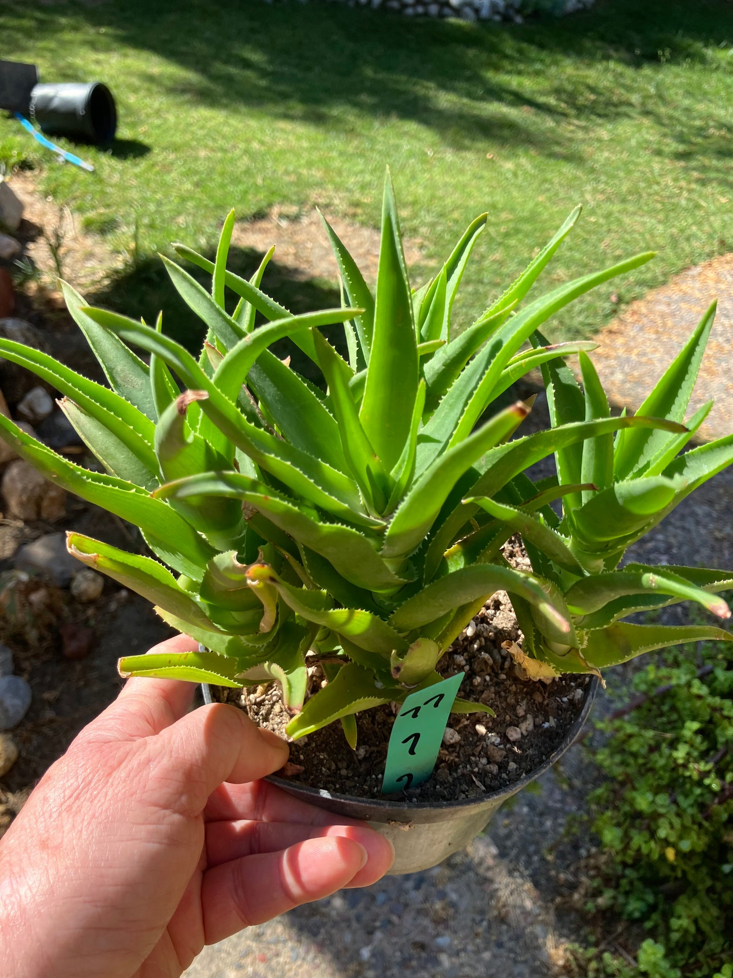 Aloe Ciliaris x Delaeti Hybrid Climbing Succulent 7”Tall 7"Wide #77G