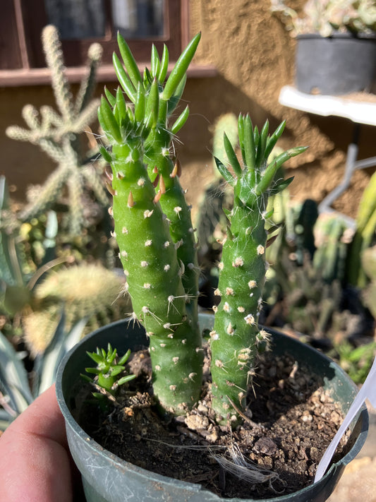 Austrocylindropuntia Cactus Gumbi Mini Eve's Needle 3.5"Tall #500W