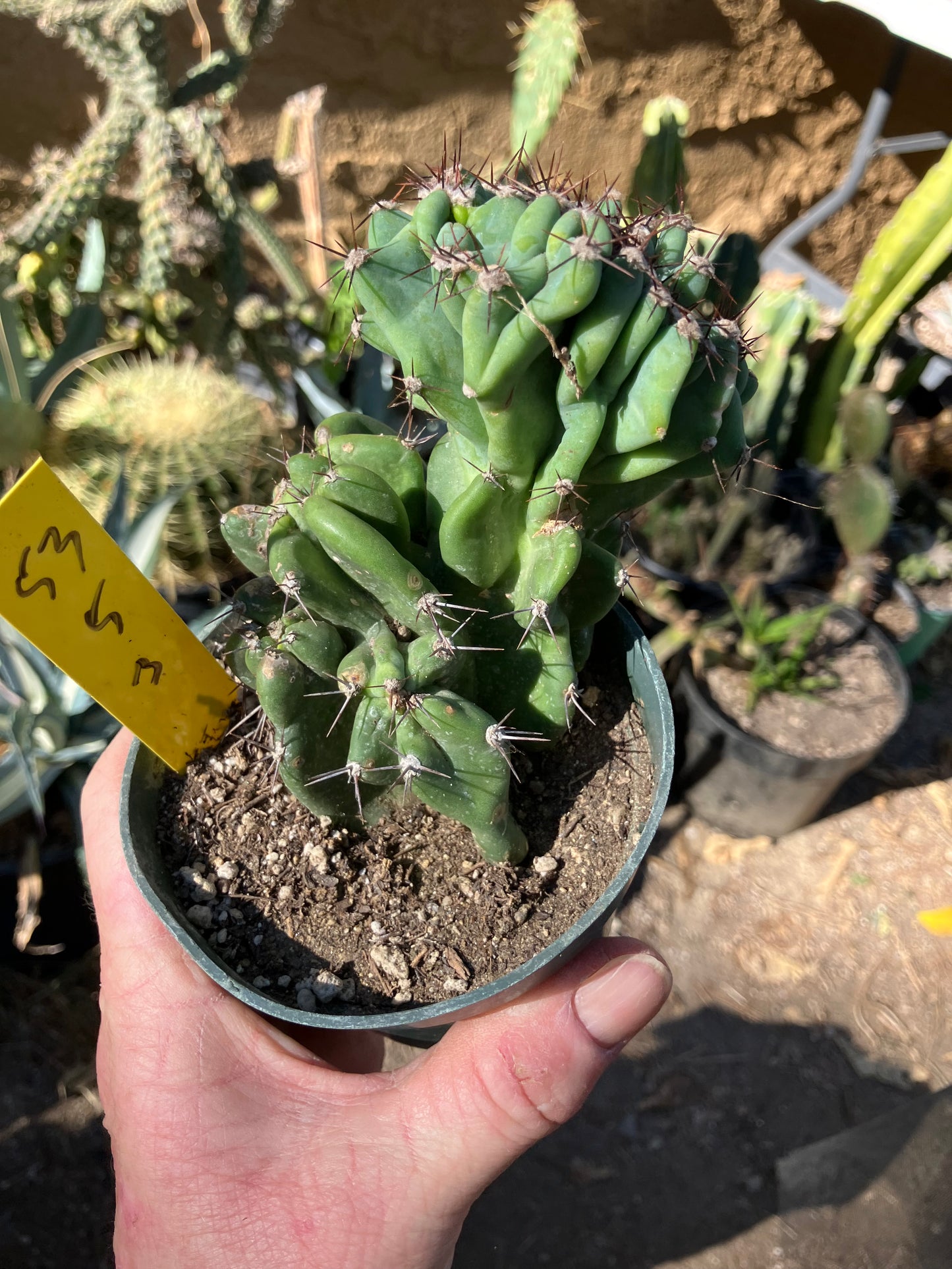 Cereus Peruvianus Monstrose Night Blooming 5"Tall 3" Wide #53Y