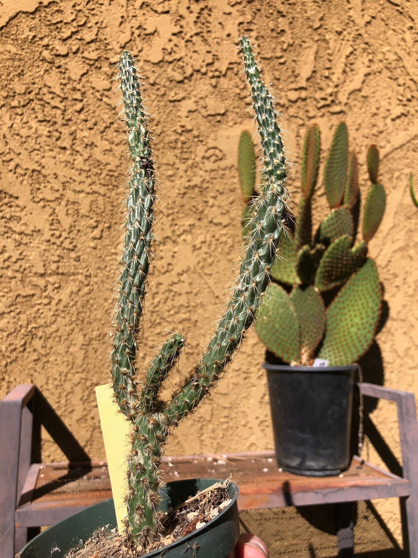 Cholla Cylindropuntia  Buckhorn Cactus 11”Tall #13Y