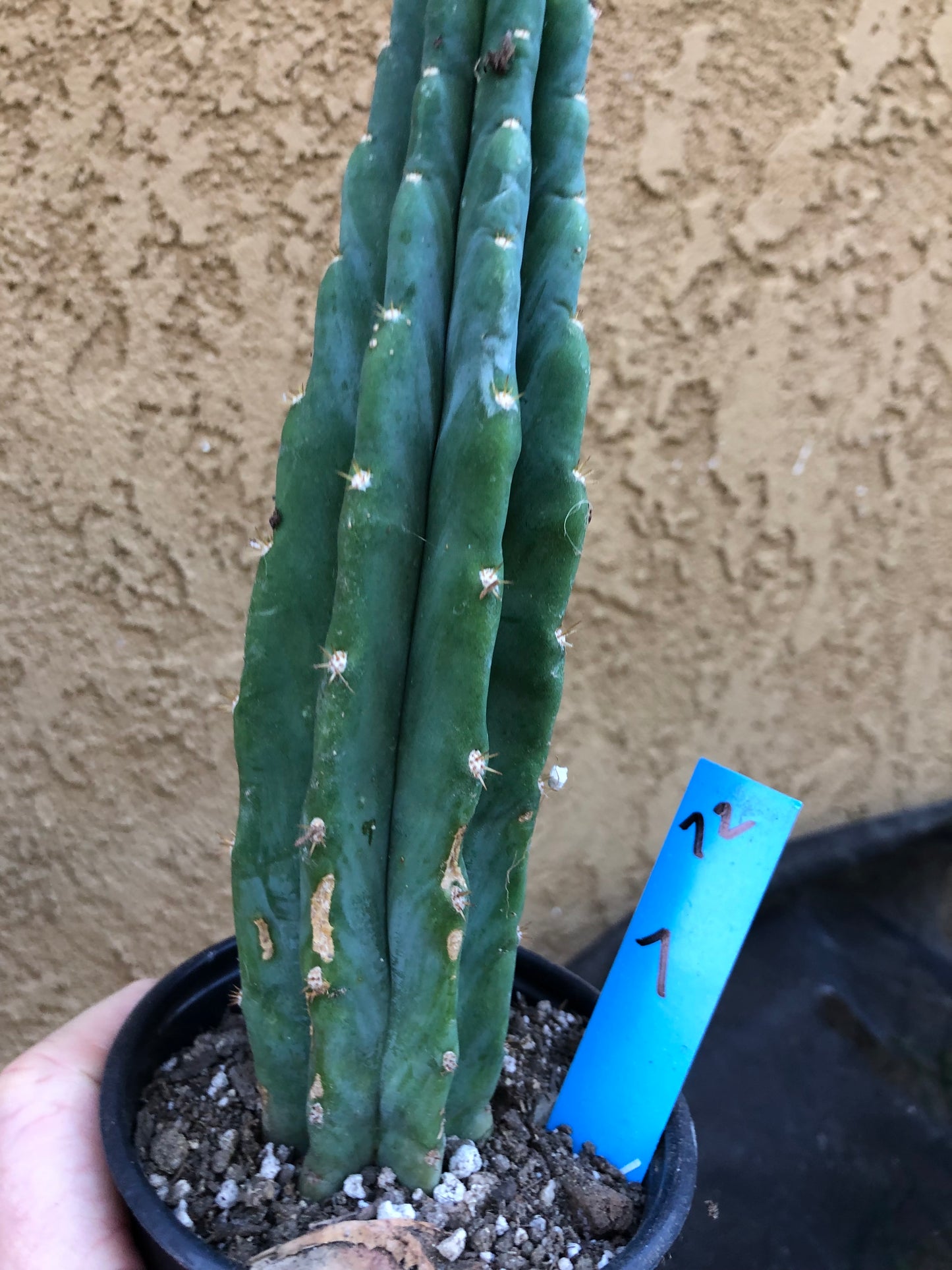 Trichocereus pachanoi San Pedro Cactus 7" Tall #72B