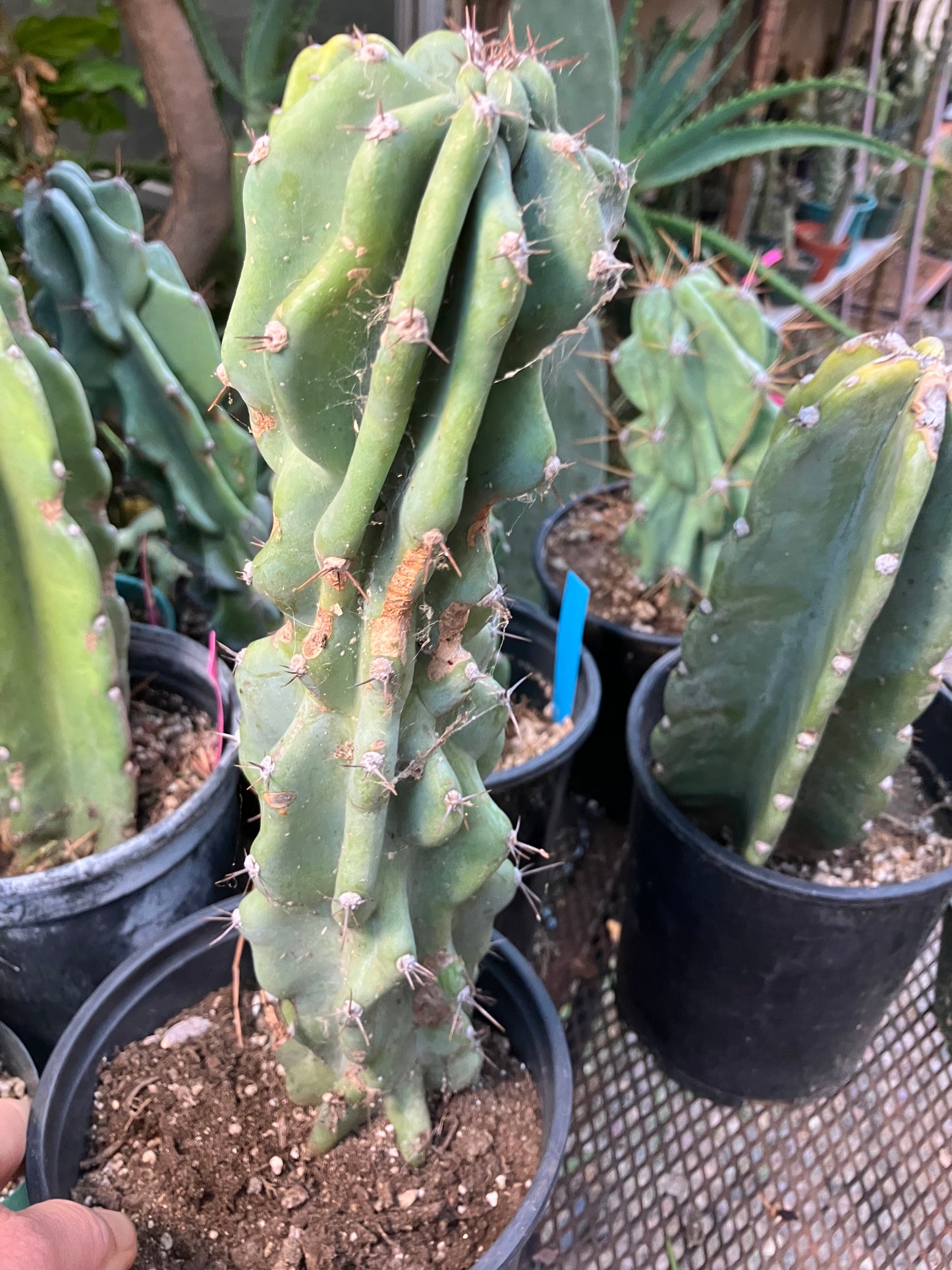 Cereus Peruvianus Monstrose Night Blooming 14”Tall #84W