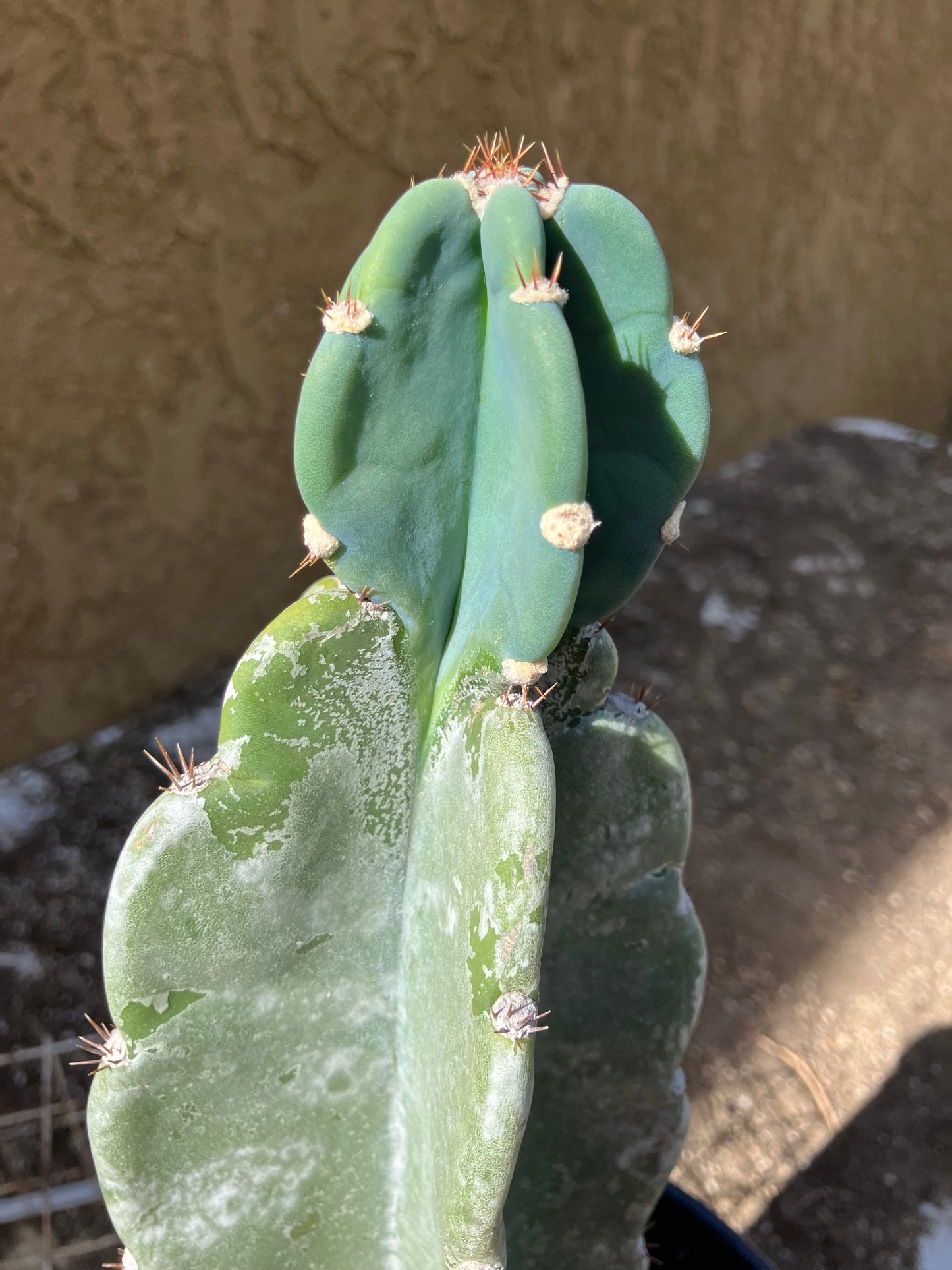 Cereus Peruvianus  Night Blooming 12"Tall  #120P