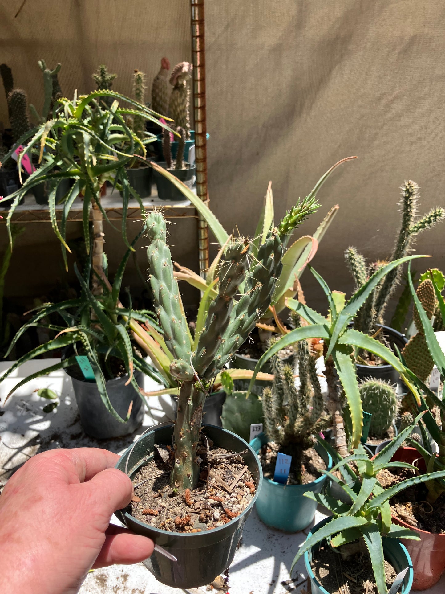 Cholla Cylindropuntia  Buckhorn  Cactus 7.5”Tall #75W