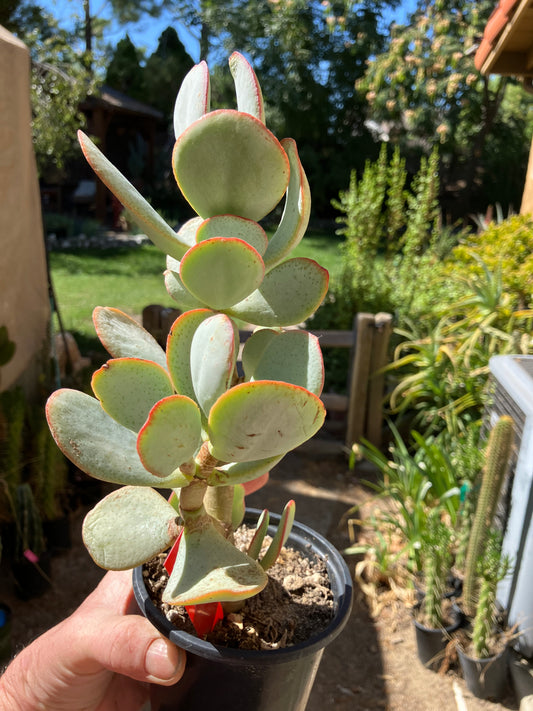 Crassula arborescens Silver Dollar 11"Tall #11R