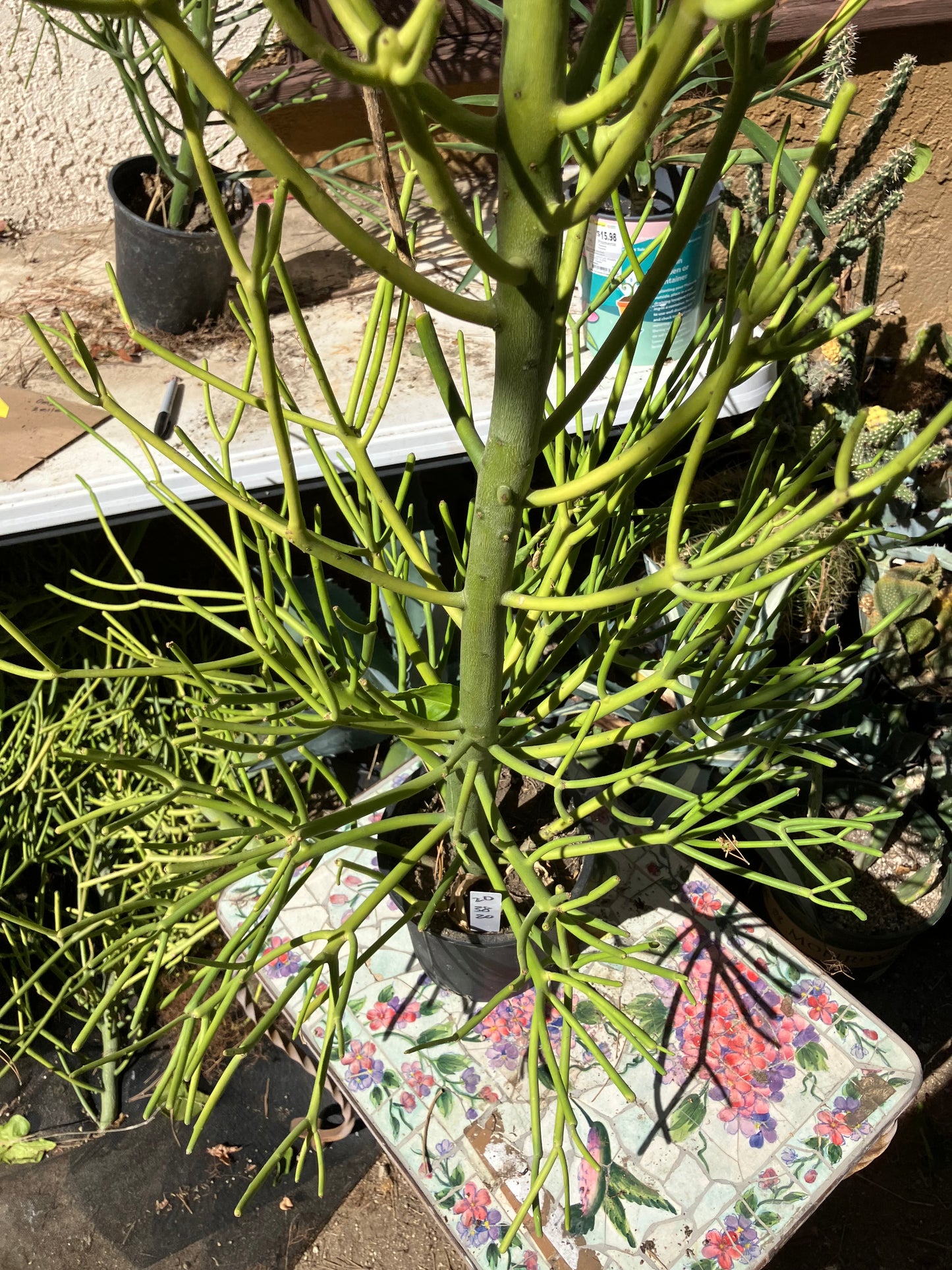 Euphorbia tirucalli Pencil Cactus/Succulent 38"Tall 20"Wide #20W