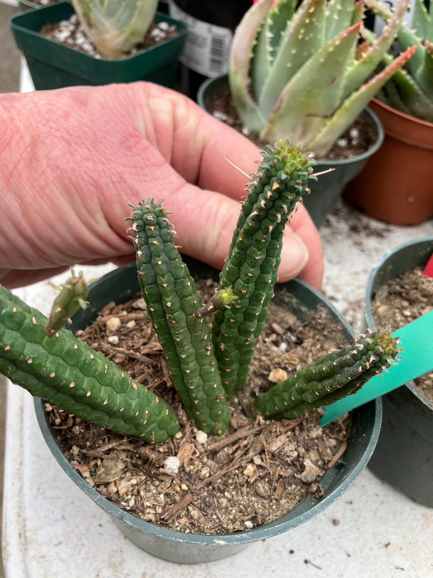 Euphorbia mammillarias GREEN Corn Cob 4"Tall #19G