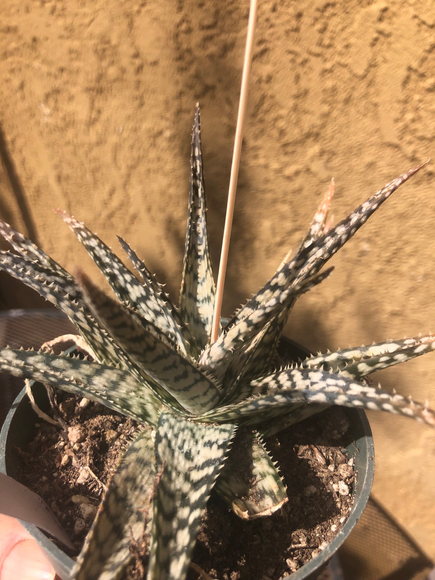 Aloe~  "Lizard lips" Exotic Cultivar Dwarf Aloe 6”Wide #66W