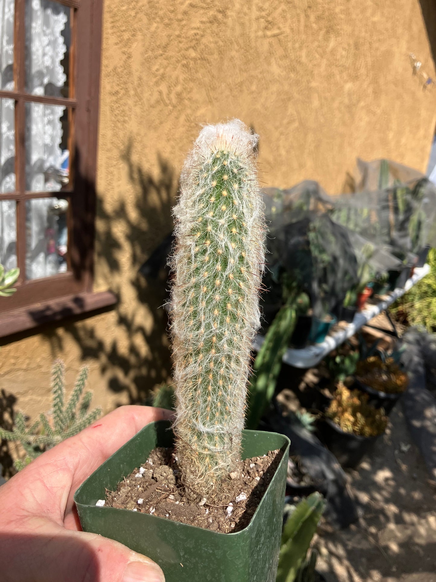 Austrocephalocereus dybowski cabega 8"Tall #125R Torch