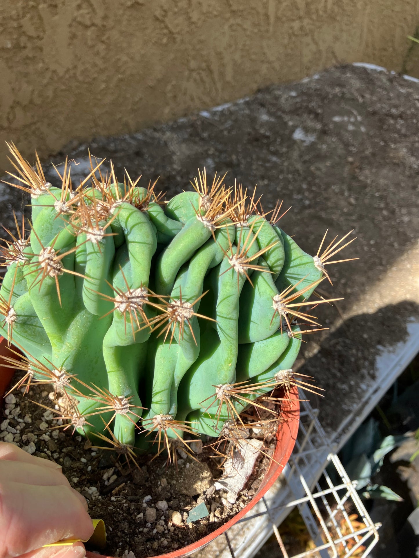 Cereus Peruvianus Monstrose Night Blooming 5" Tall 5.5"Wide #555Y