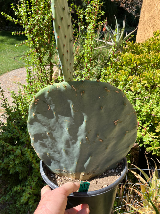 Opuntia robusta (Dinner Plate Nopal) Silver Dollar Cactus 7"Tall 11" Wide #17G