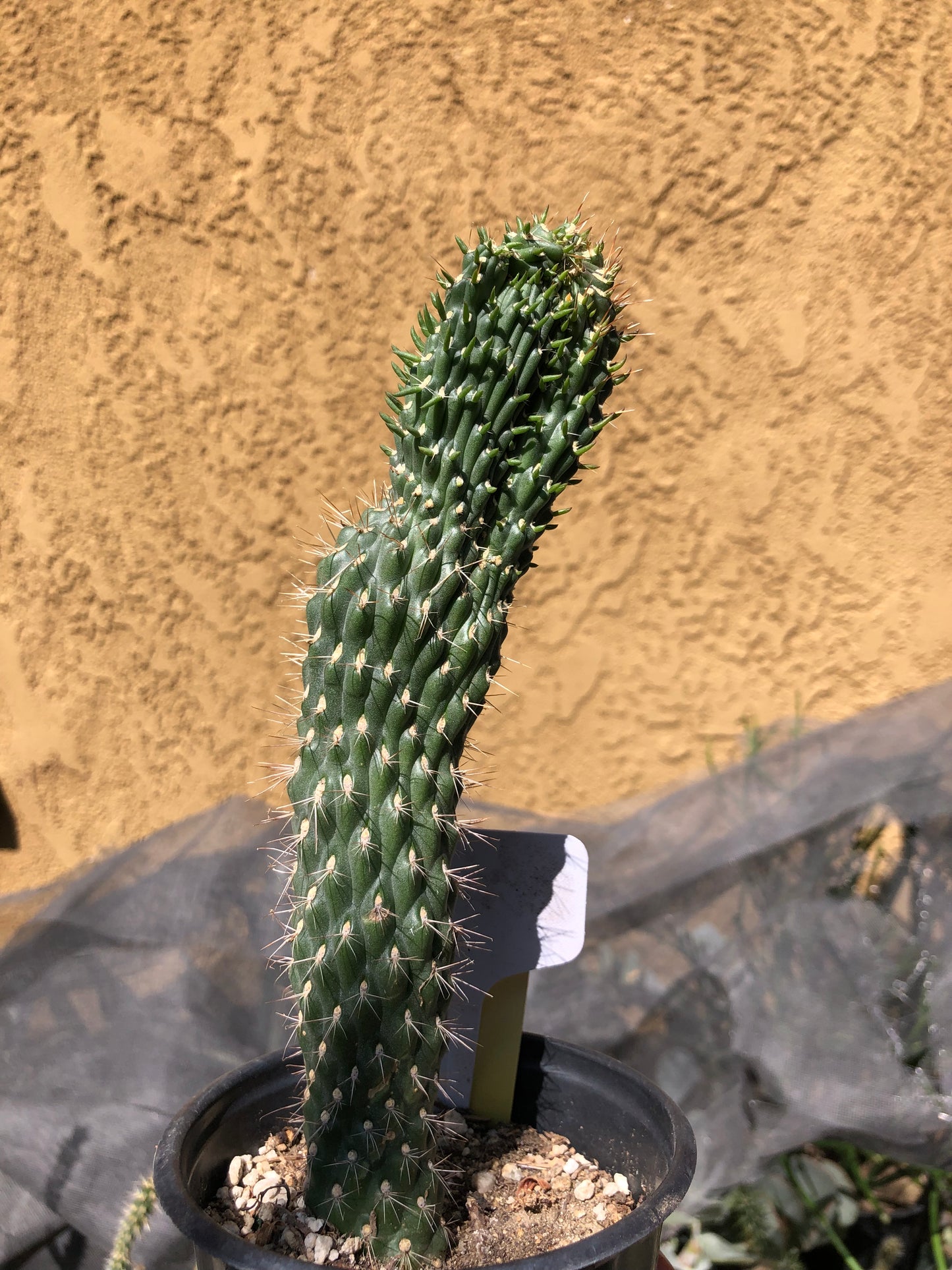Cylindropuntia fulgida Cholla Boxing Glove Cactus Crest 8"Tall #8W