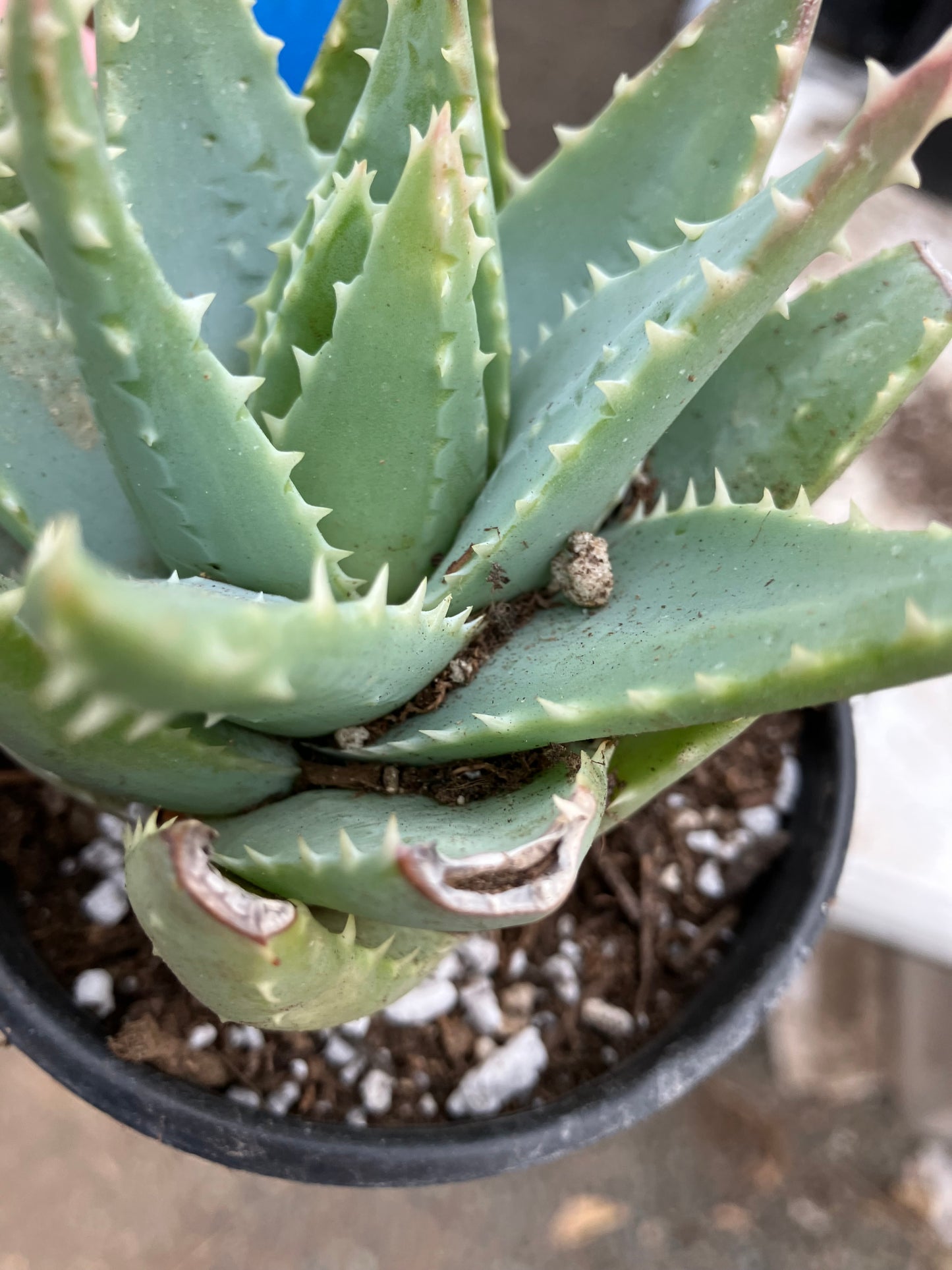 Aloe Brevifolia Short Leaf Aloe  Succulent 5" Wide #18B