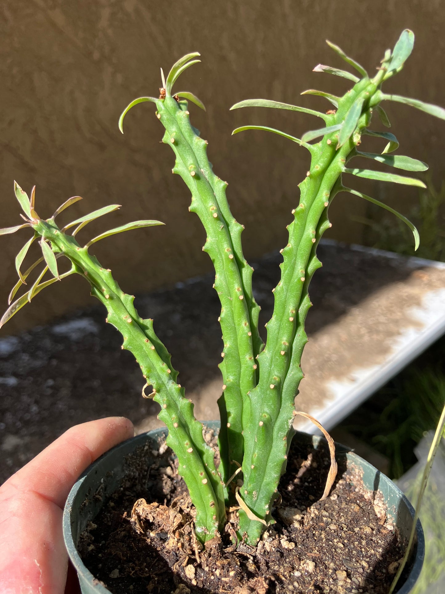 Euphorbia loricata African Palm Tree 5"Tall #15Y