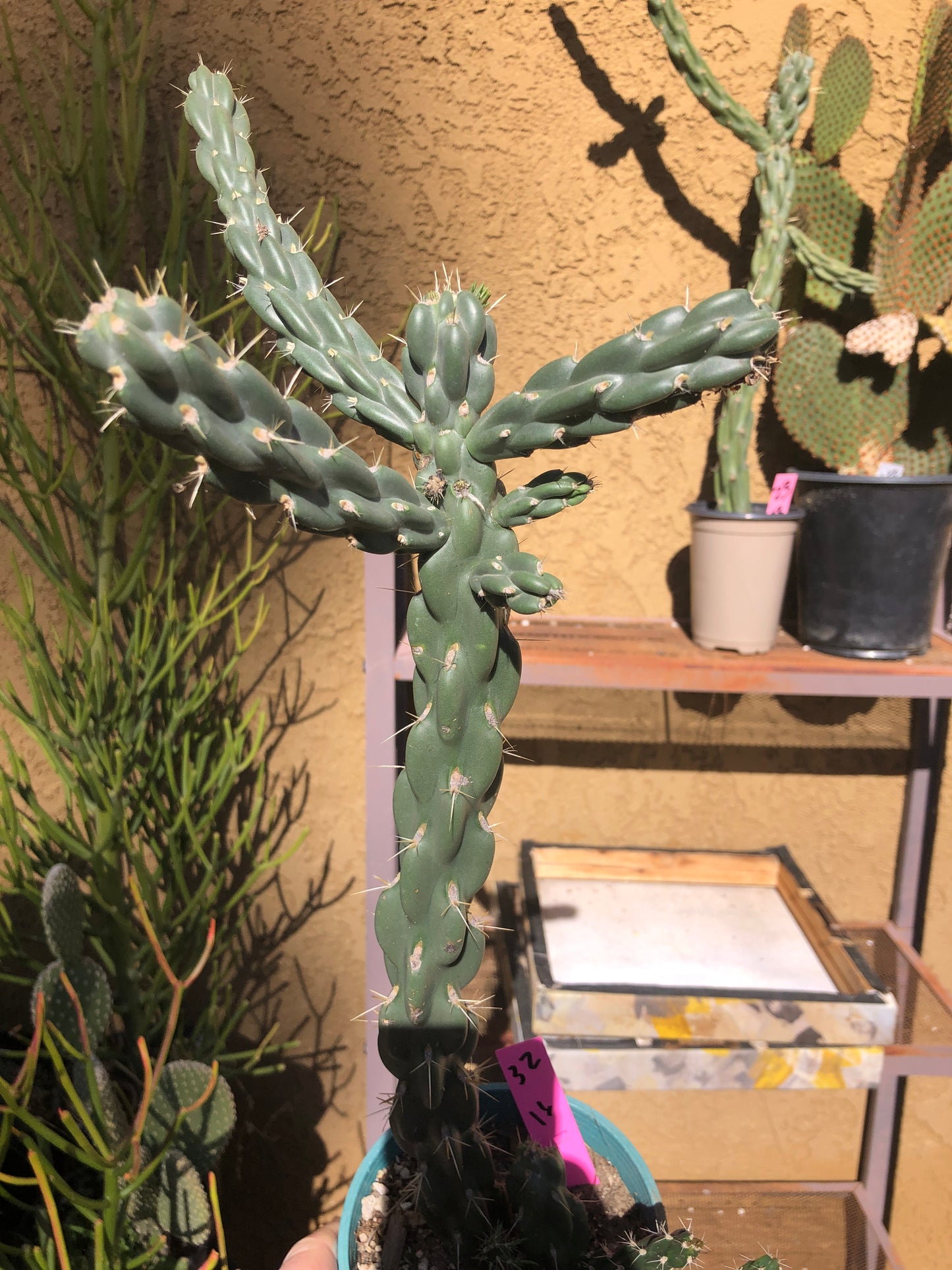 Cholla Cylindropuntia  Buckhorn 16”Tall #32P