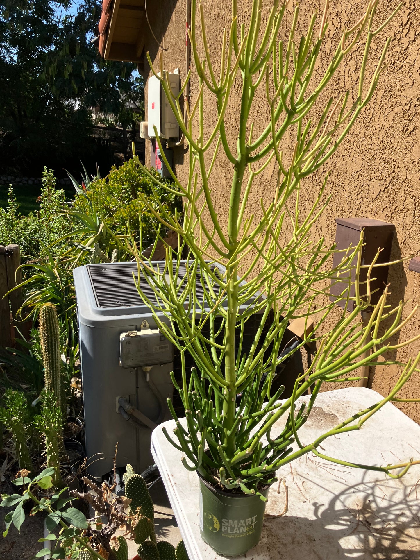 Euphorbia tirucalli Pencil Cactus/Succulent 38"Tall 20"Wide #114W