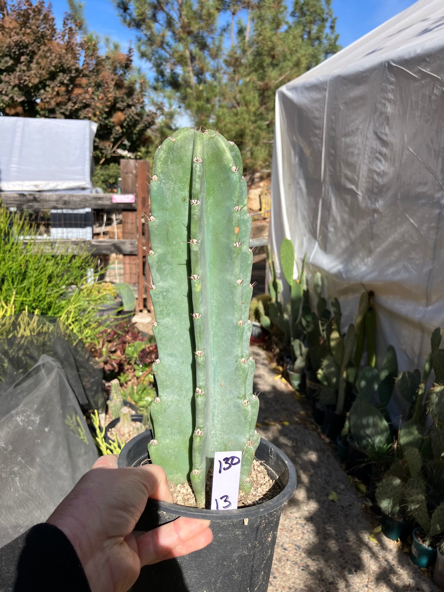 Cereus Peruvianus Night Blooming 13”Tall #130W