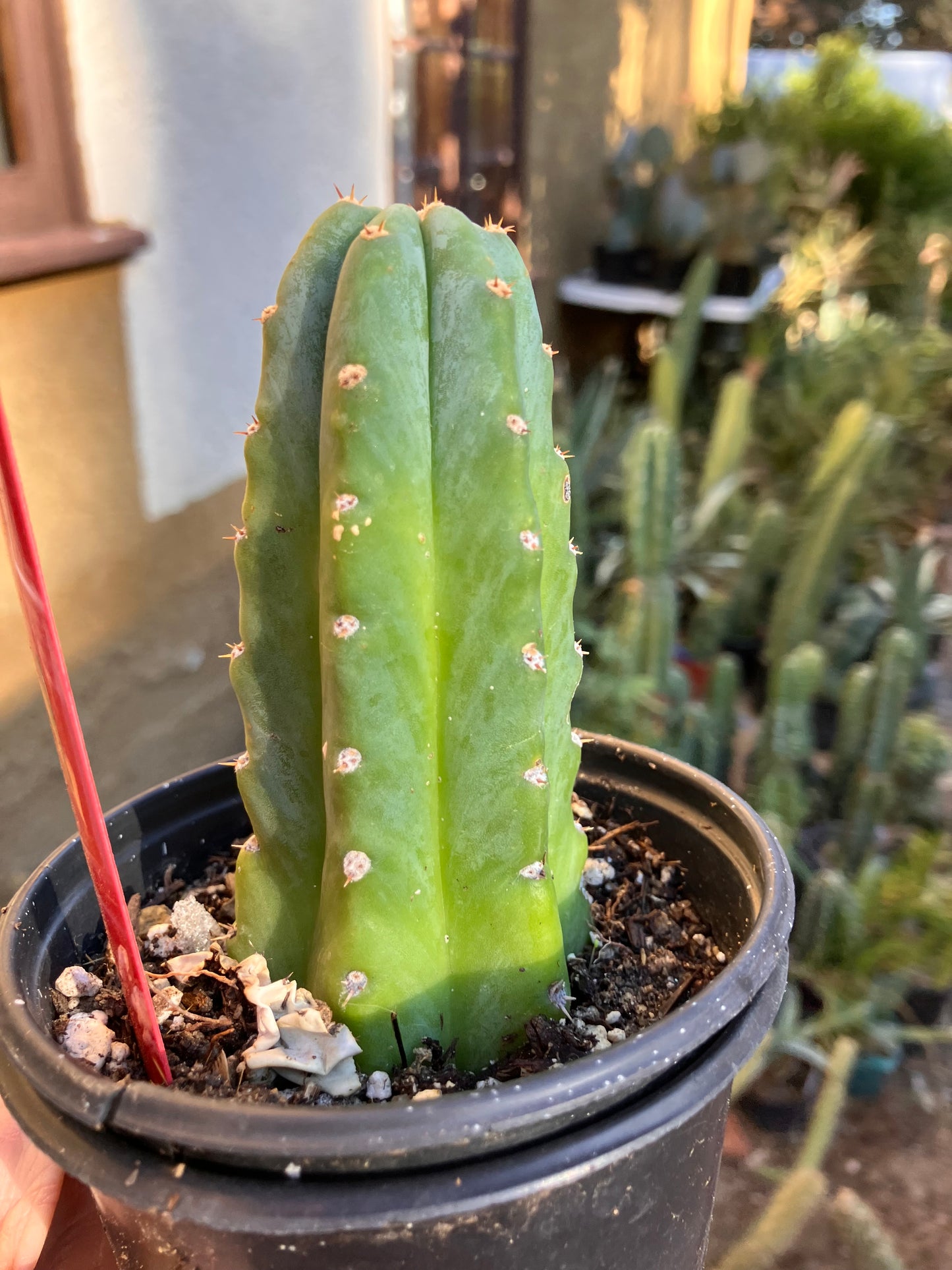 San Pedro Cactus - Trichocereus pachanoi 4"Tall #7R