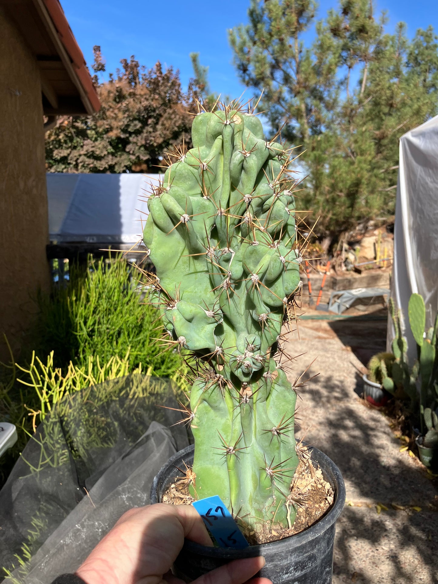 Cereus Peruvianus Monstrose Night Blooming 15”Tall #157B