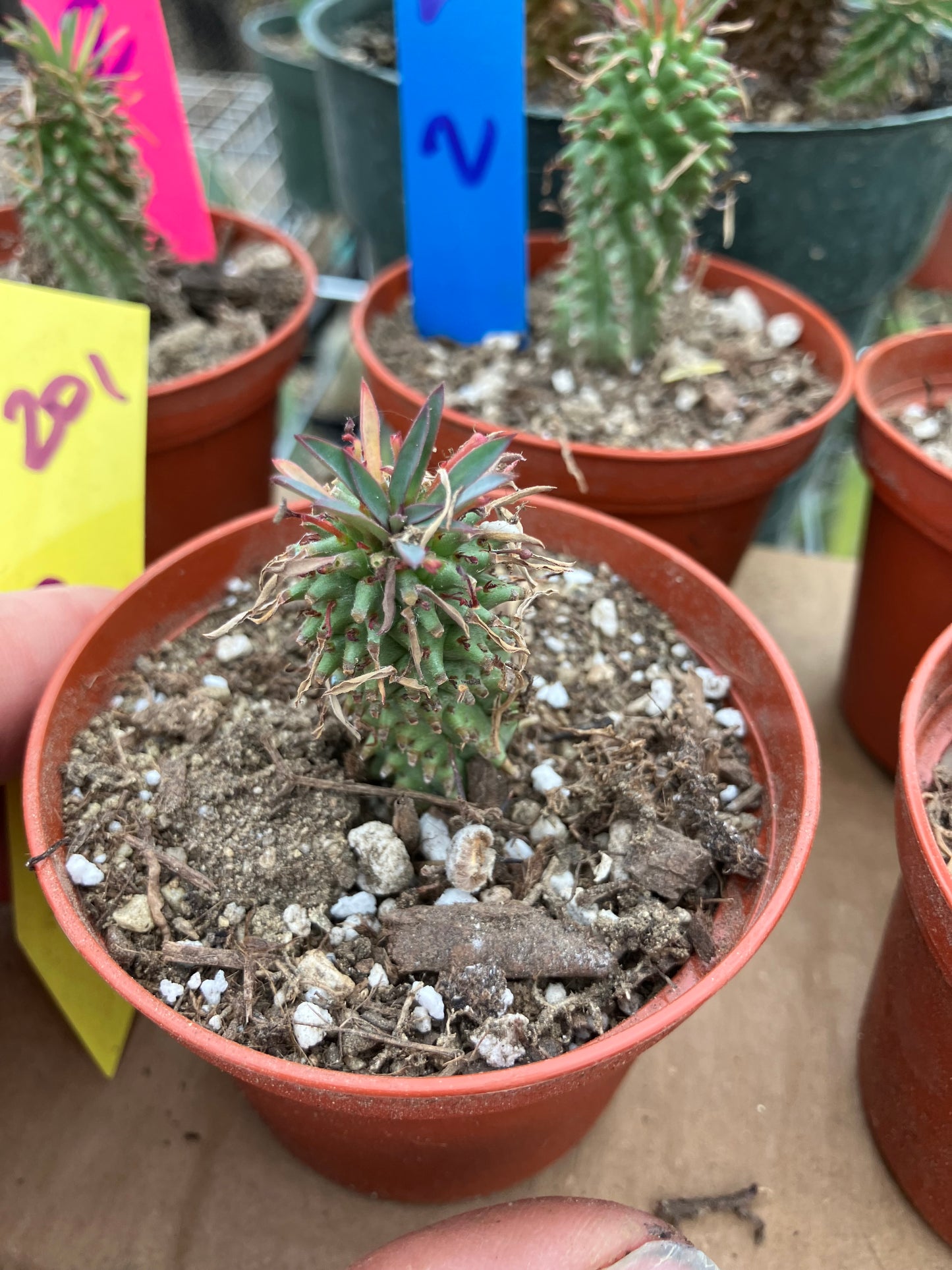 Euphorbia Twinkle Twirl  2" Tall #201Y