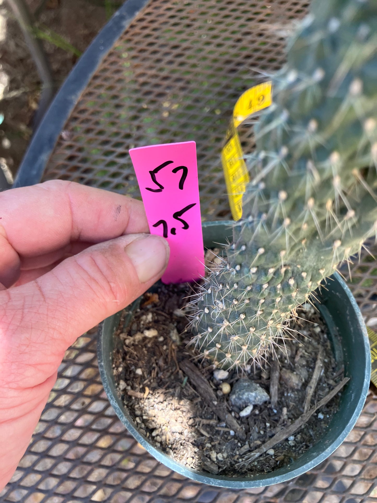 Cylindropuntia fulgida Cholla Boxing Glove Cactus Crest 7.5"Tall #57P