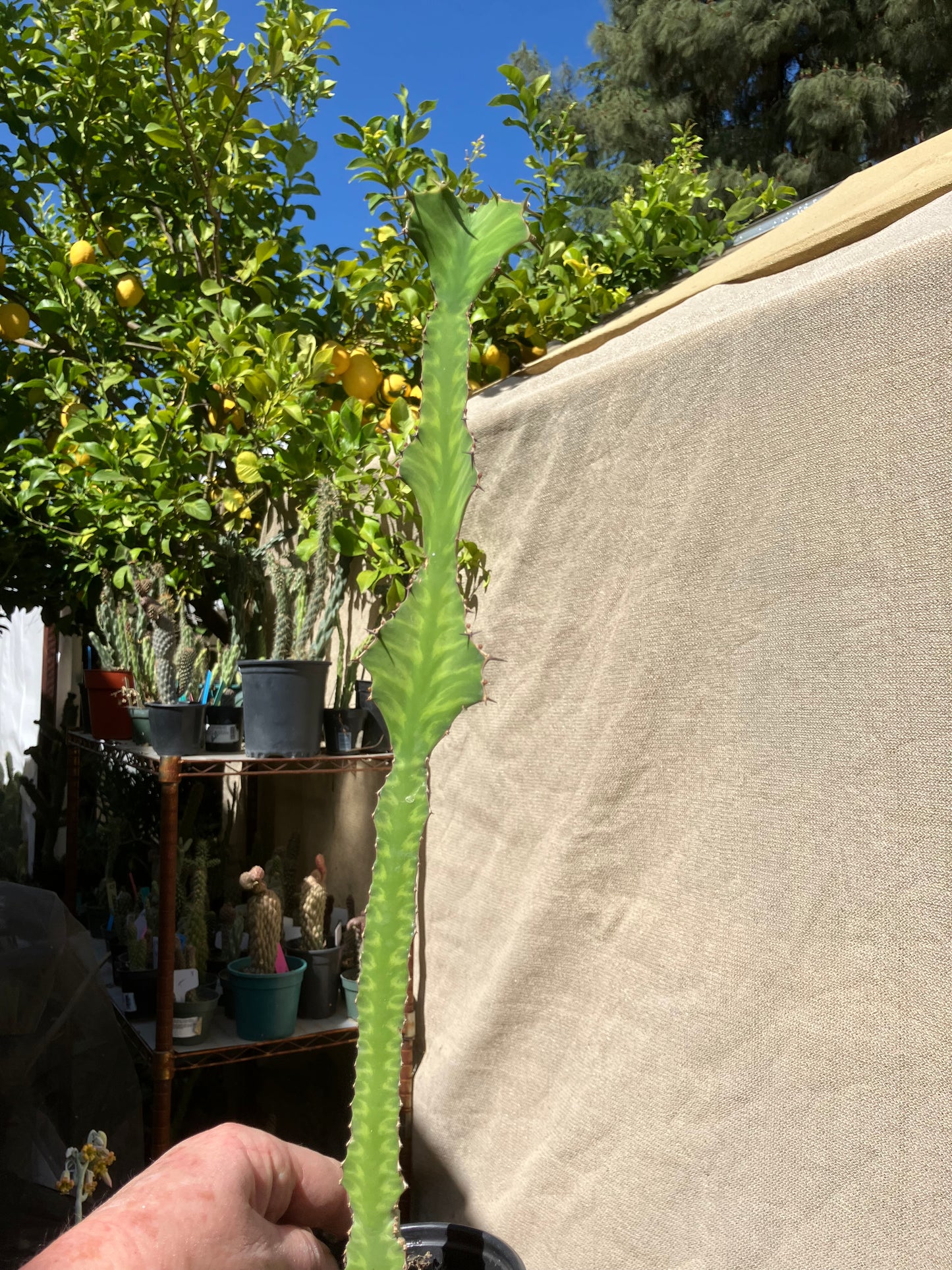 Euphorbia pseudocactus Zig Zag 16”Tall #9B