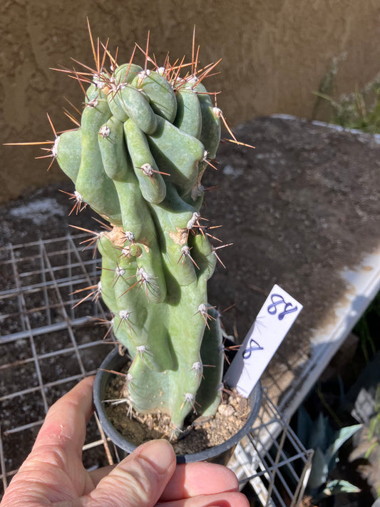 Cereus Peruvianus Monstrose Night Blooming 8”Tall #88W