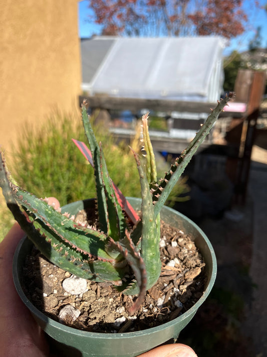 Aloe  Swordfish Succulent 4" Wide #4R