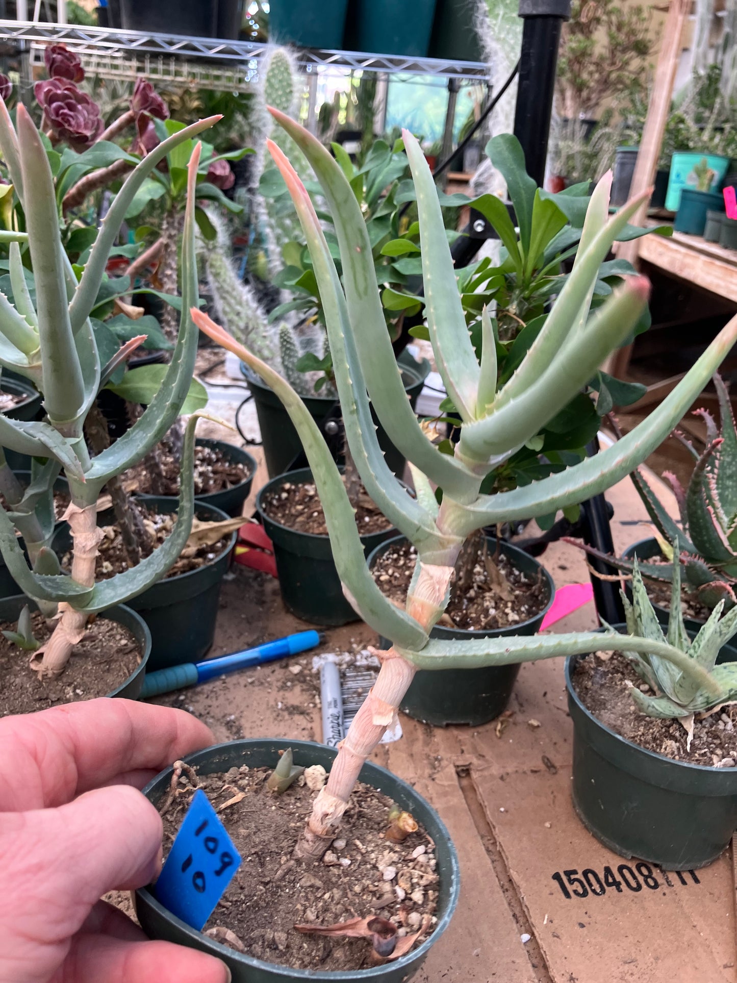 Aloe Hybrid 10"Tall #109B