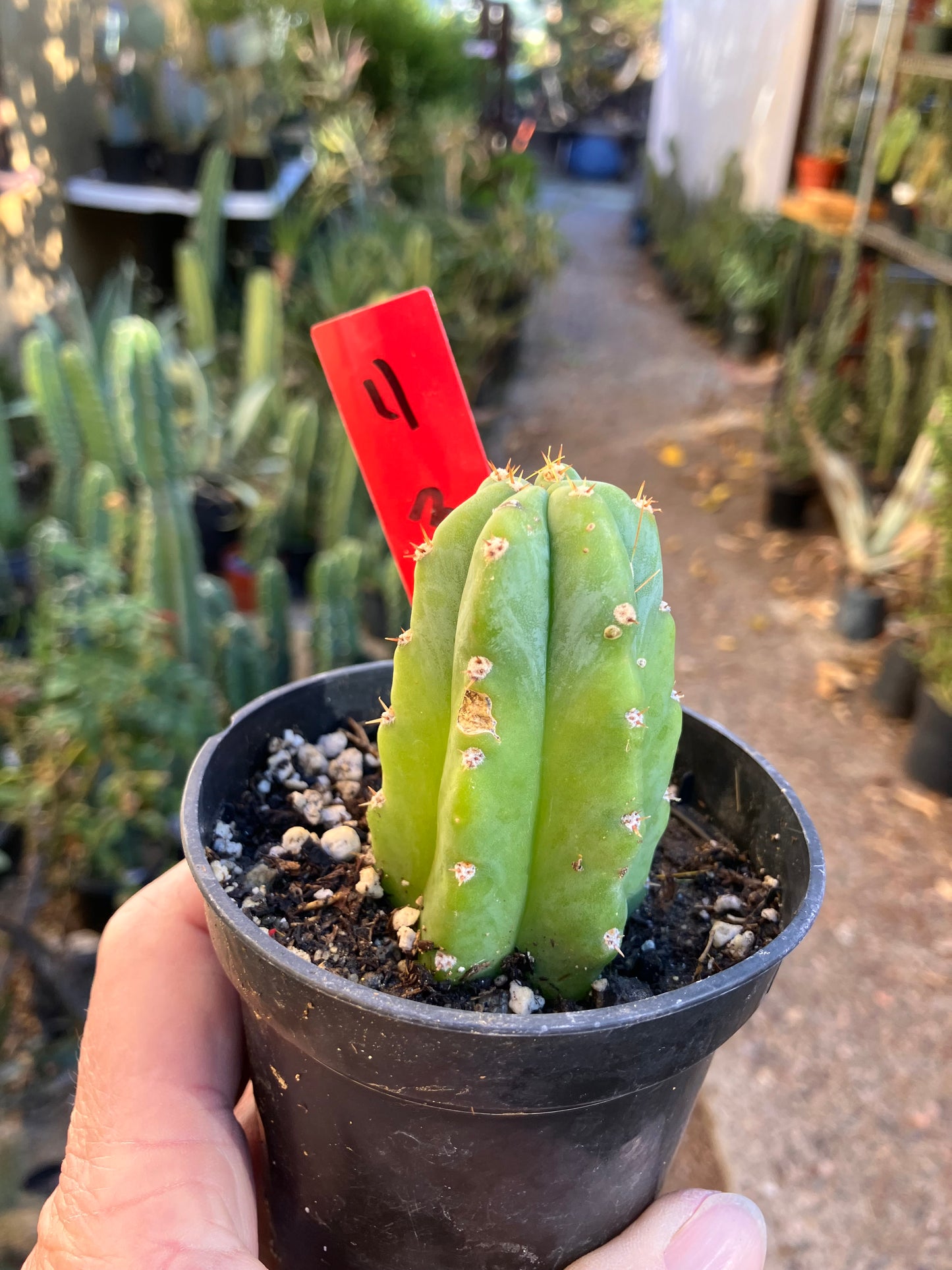 San Pedro Cactus - Trichocereus pachanoi 3"Tall #4R