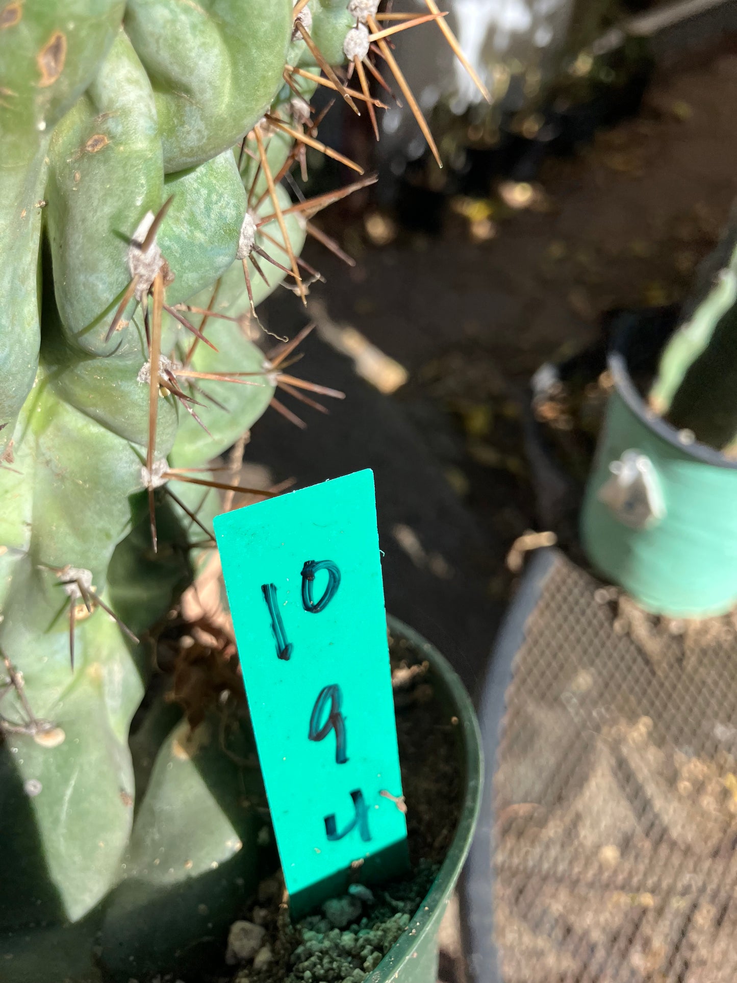 Cereus Peruvianus Monstrose Night Blooming 9" Tall 4"Wide #10G