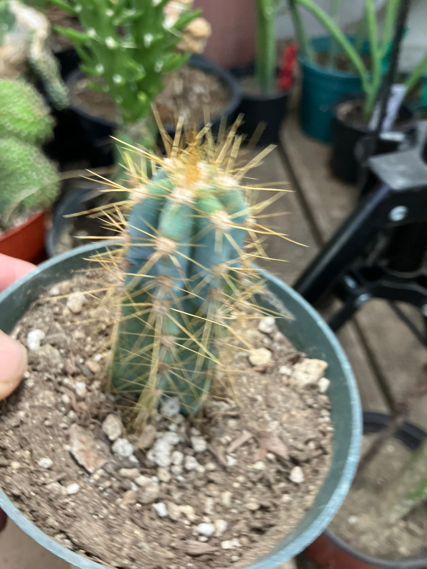 Pilosocereus Blue Azureus 3"Tall #10B