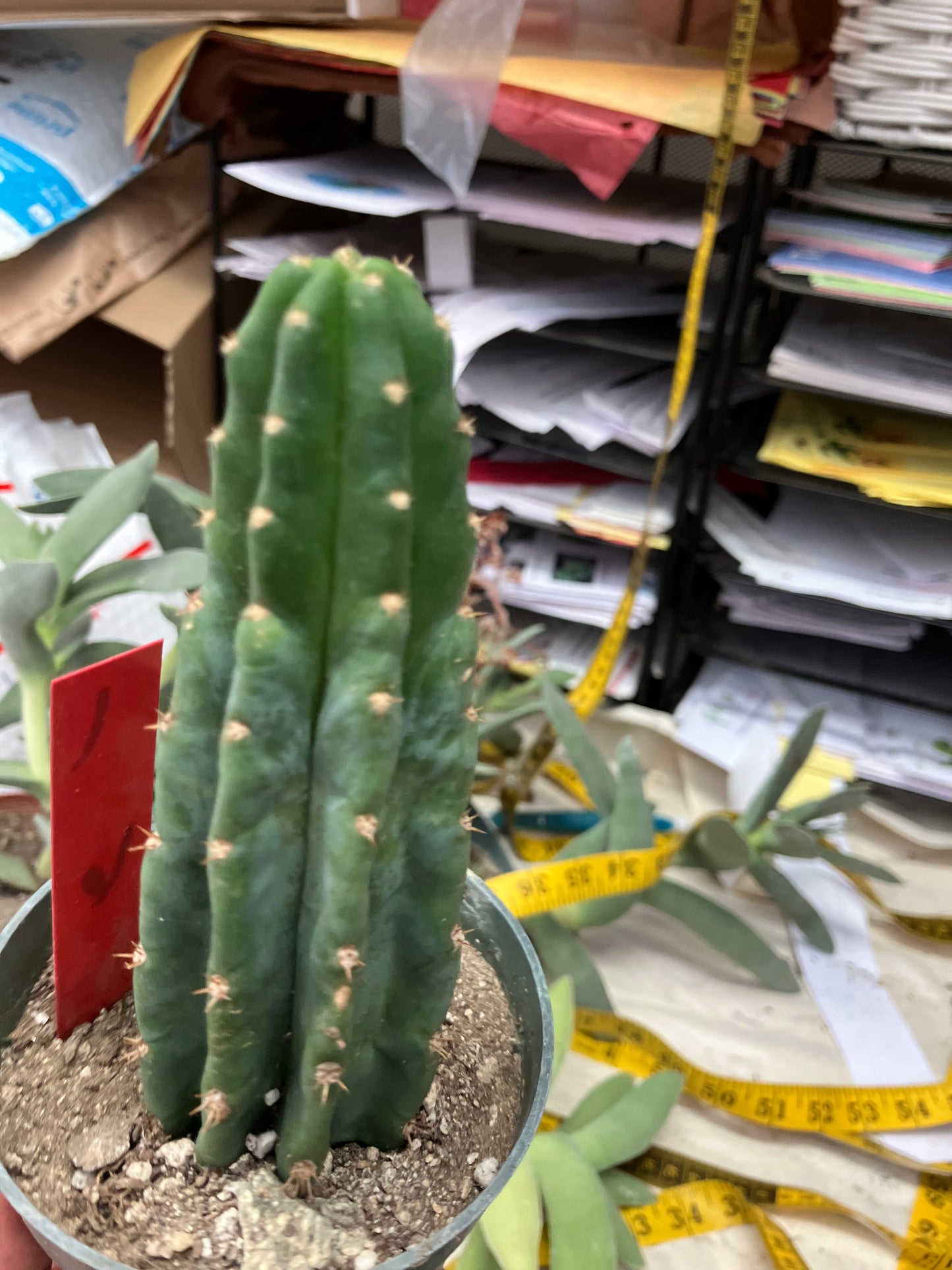 San Pedro Cactus  Trichocereus pachanoi 6"Tall #1R