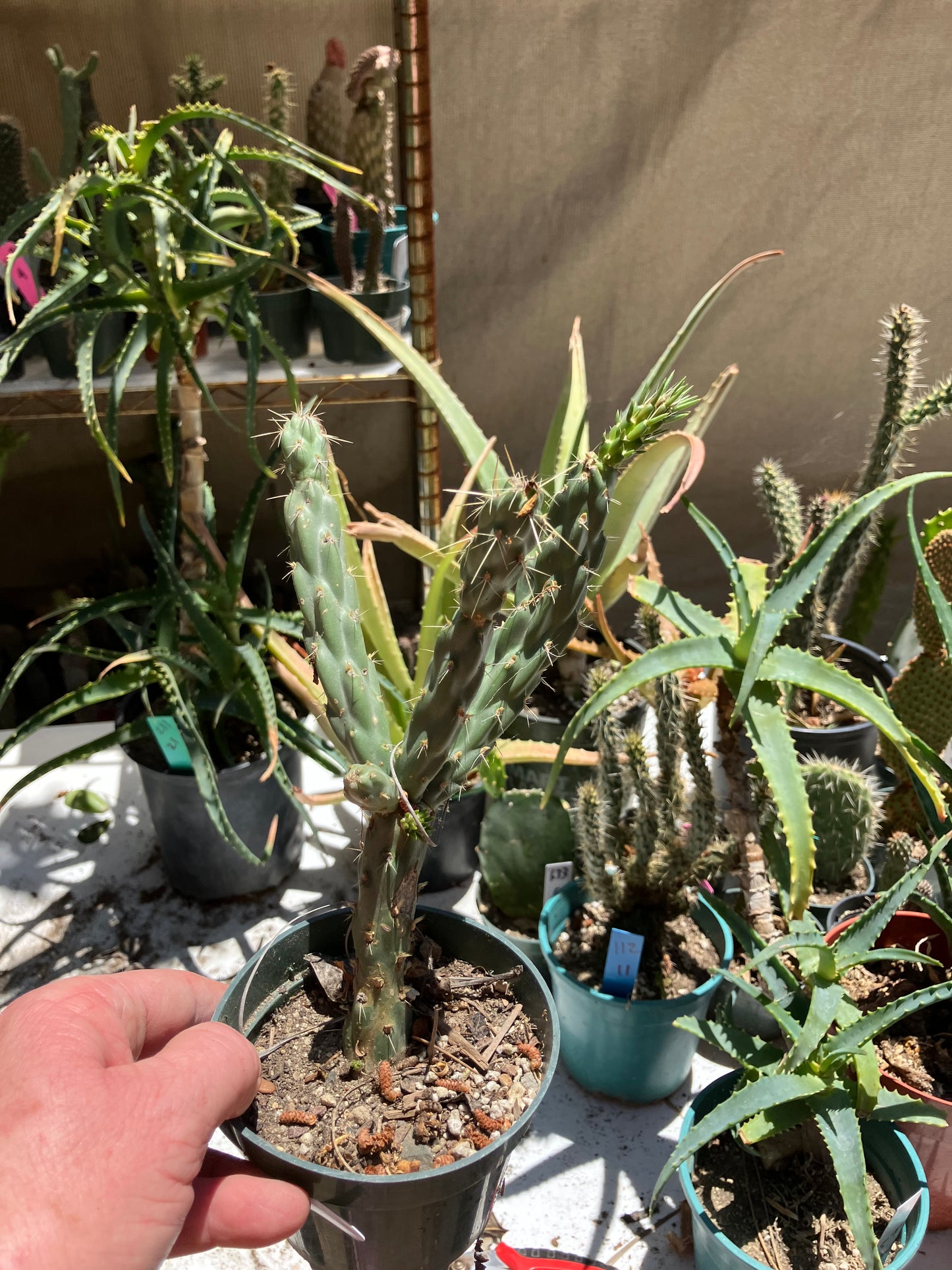 Cholla Cylindropuntia  Buckhorn  Cactus 7.5”Tall #75W