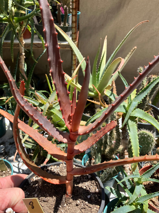 Aloe congolensis Congo Hybrid 15”Tall #8Y