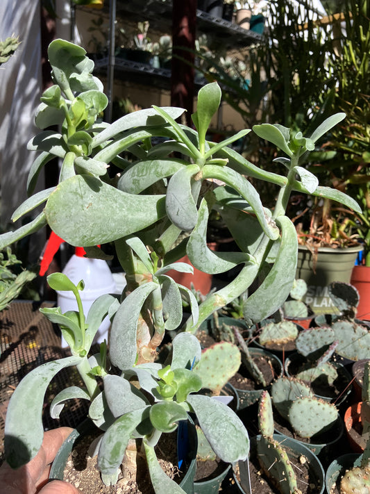 Cotyledon Silver Waves Succulent 12"Tall #129B