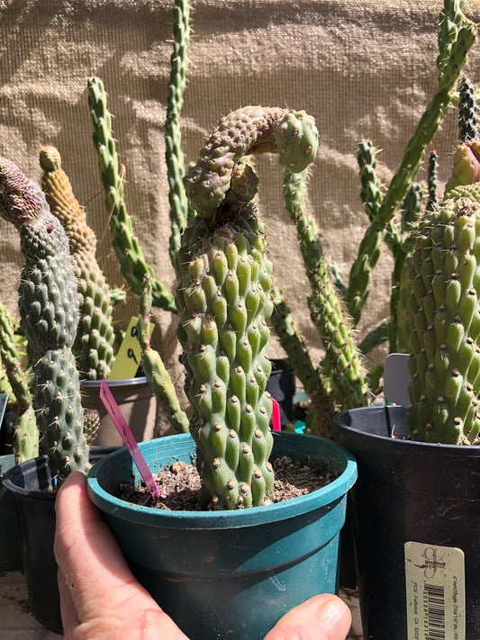 Cylindropuntia fulgida Cholla Boxing Glove Cactus Crest 8”Tall #8P