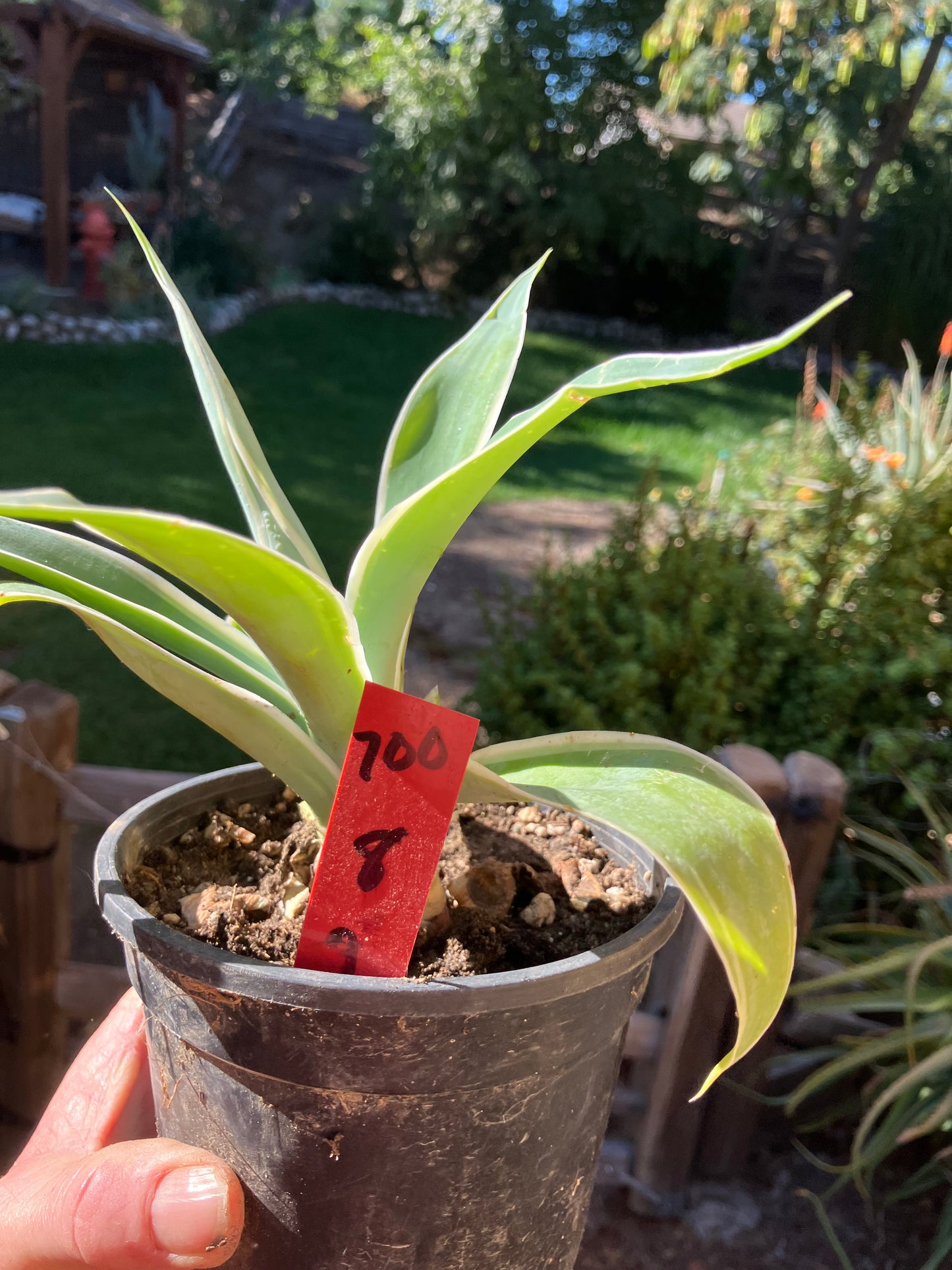 Agave~ Fox Tail Agave Attenuata  variegated 8" Tall 7"Wide #700R