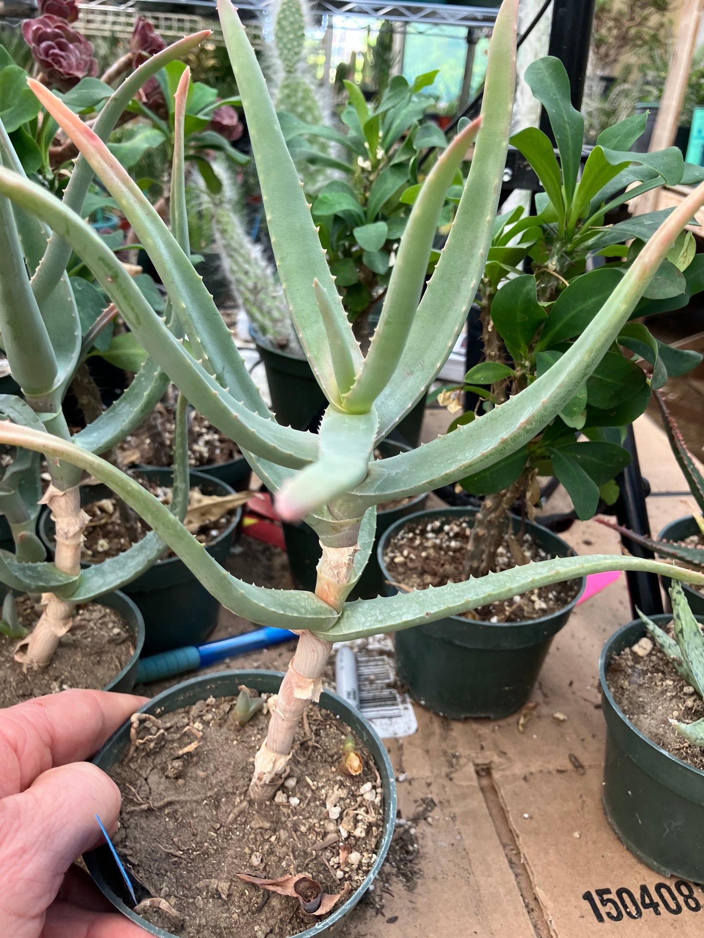 Aloe Hybrid 10"Tall #109B