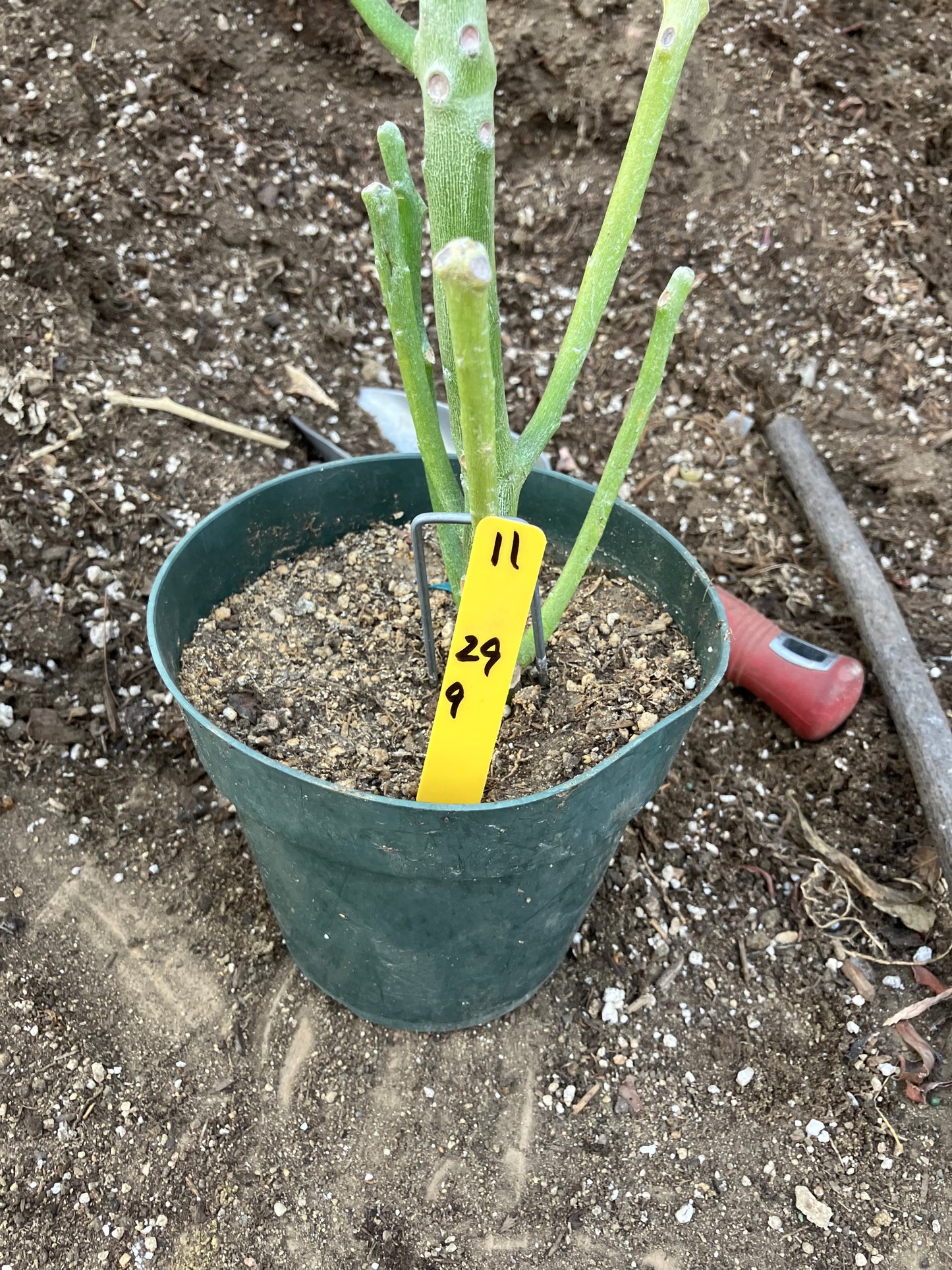 Euphorbia tirucalli Two (2)Twin Pencil Cactus 29"Tall 9"Wide #10Y,11Y