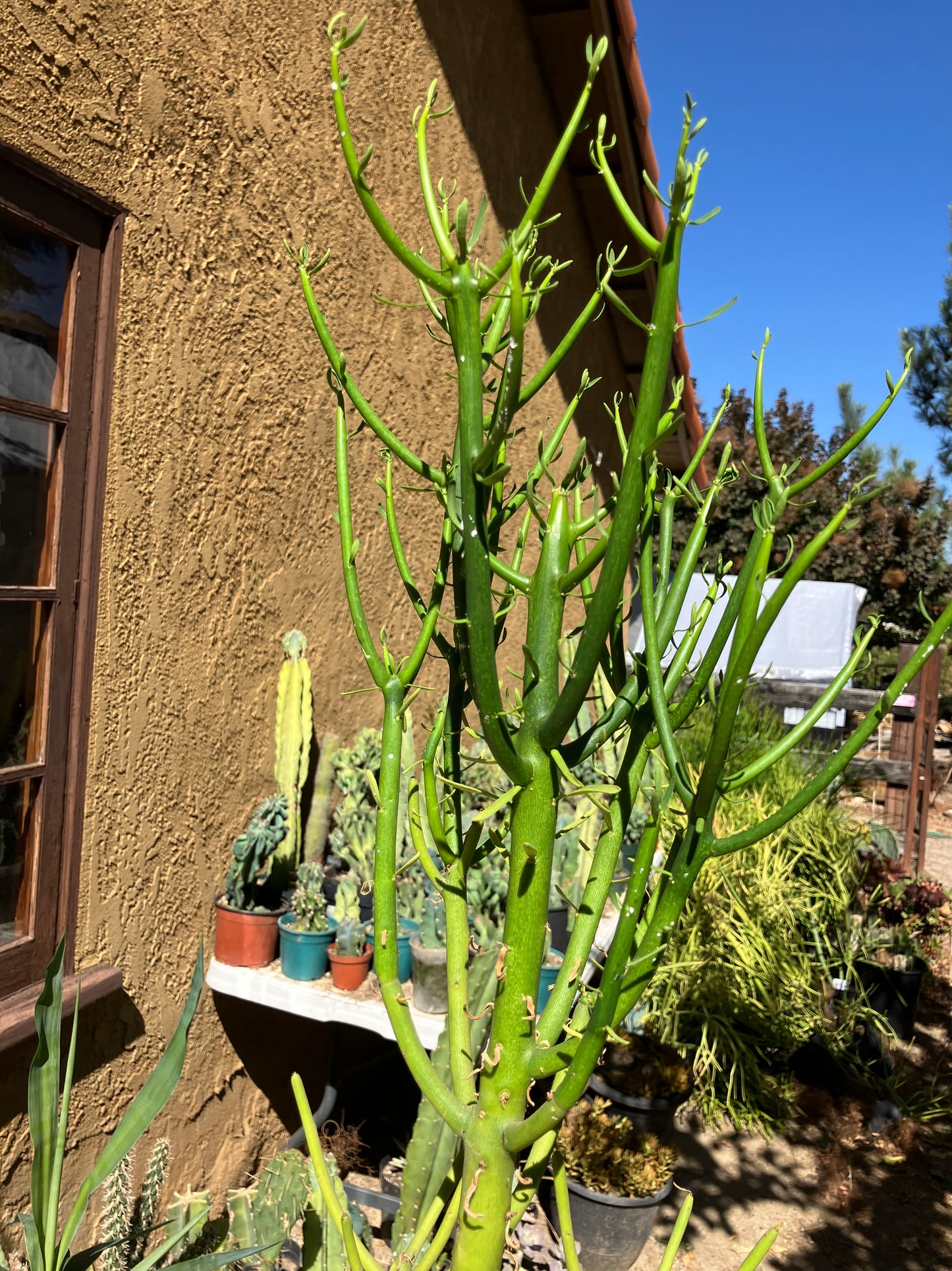 Euphorbia tirucalli Pencil Cactus/Succulent 47"Tall #47P