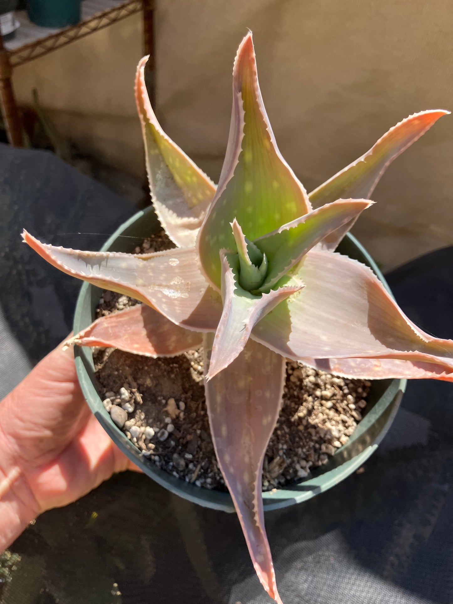 Aloe Striata Coral Aloe  7" Wide #78P