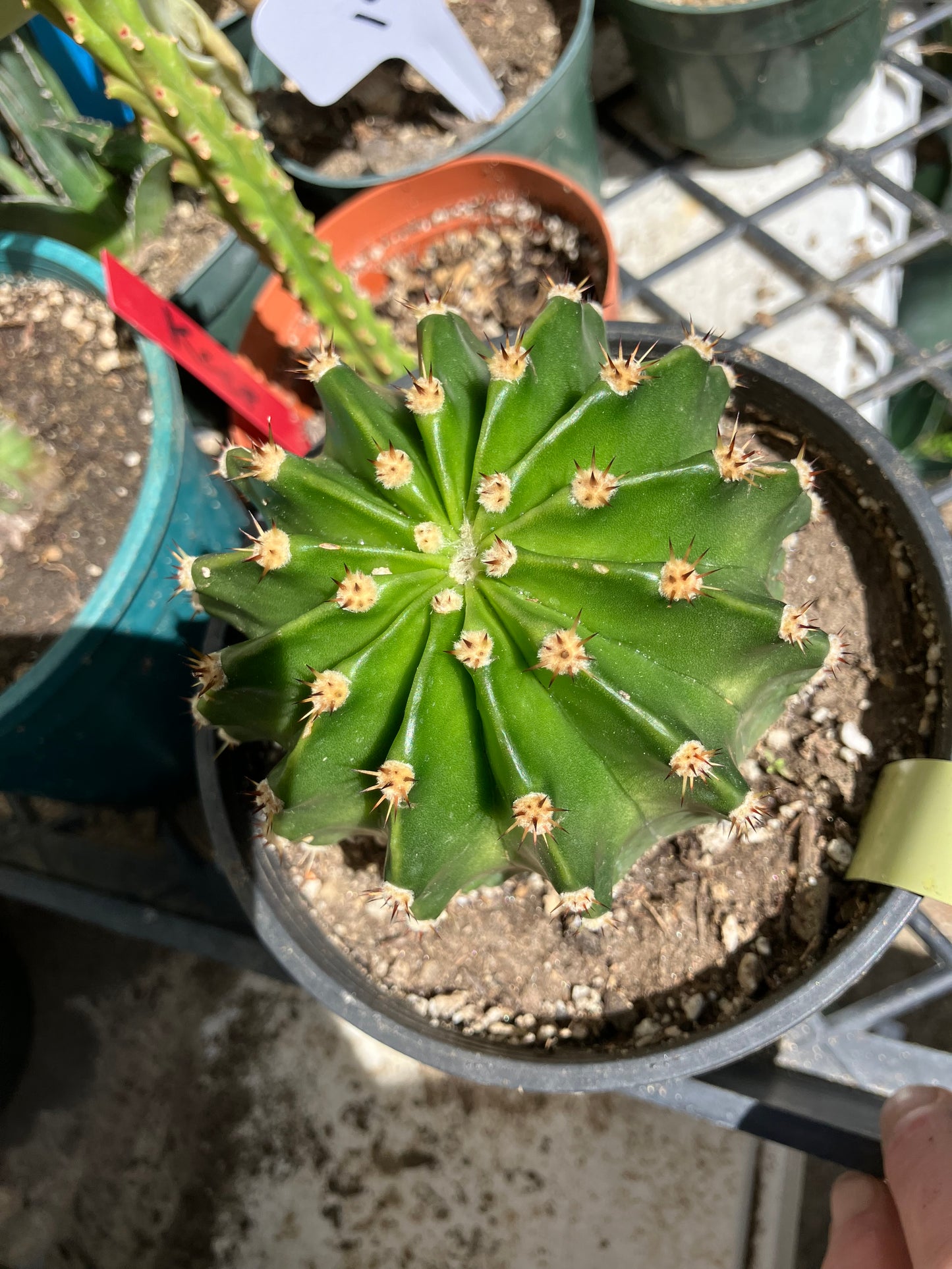 Echinopsis oxygona Hot Pink Easter Lily 3" Diameter  #14Y