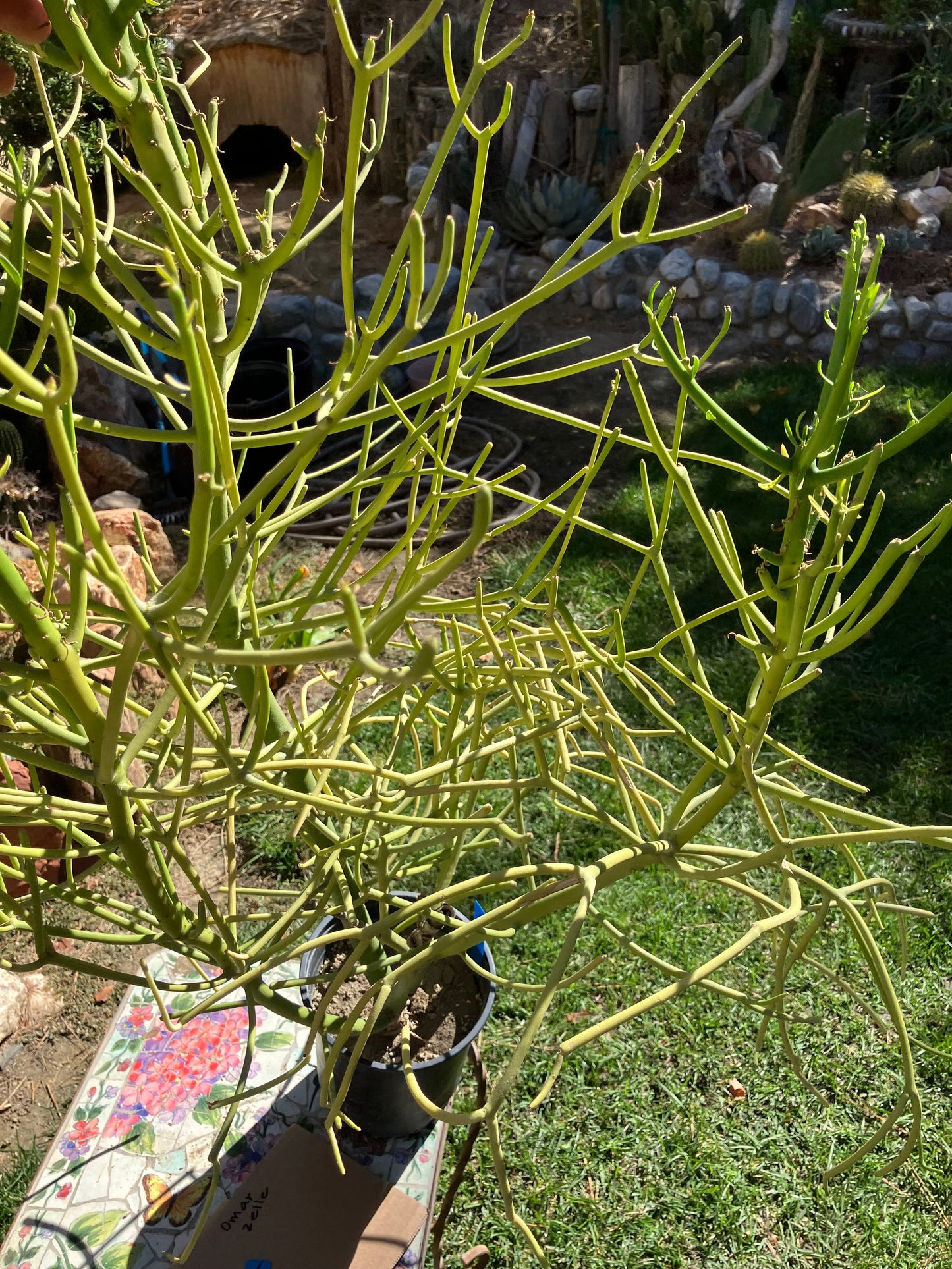 Euphorbia tirucalli Pencil Cactus/Succulent 39"Tall 27"Wide #28B