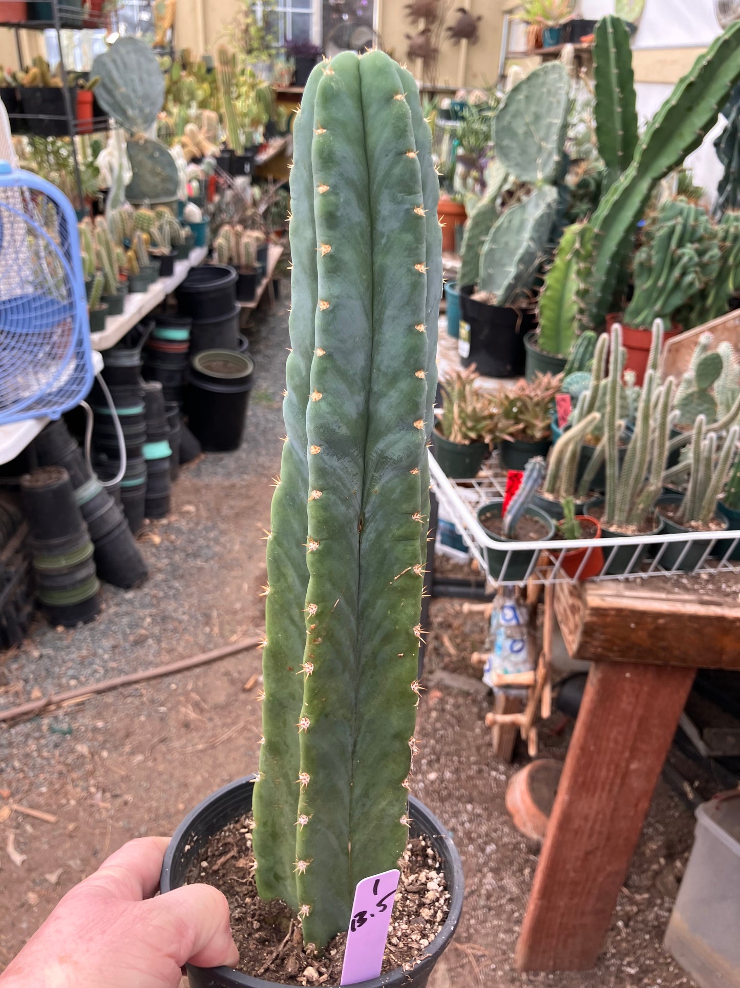 San Pedro Cactus - Trichocereus pachanoi 13.5"Tall #1Pu