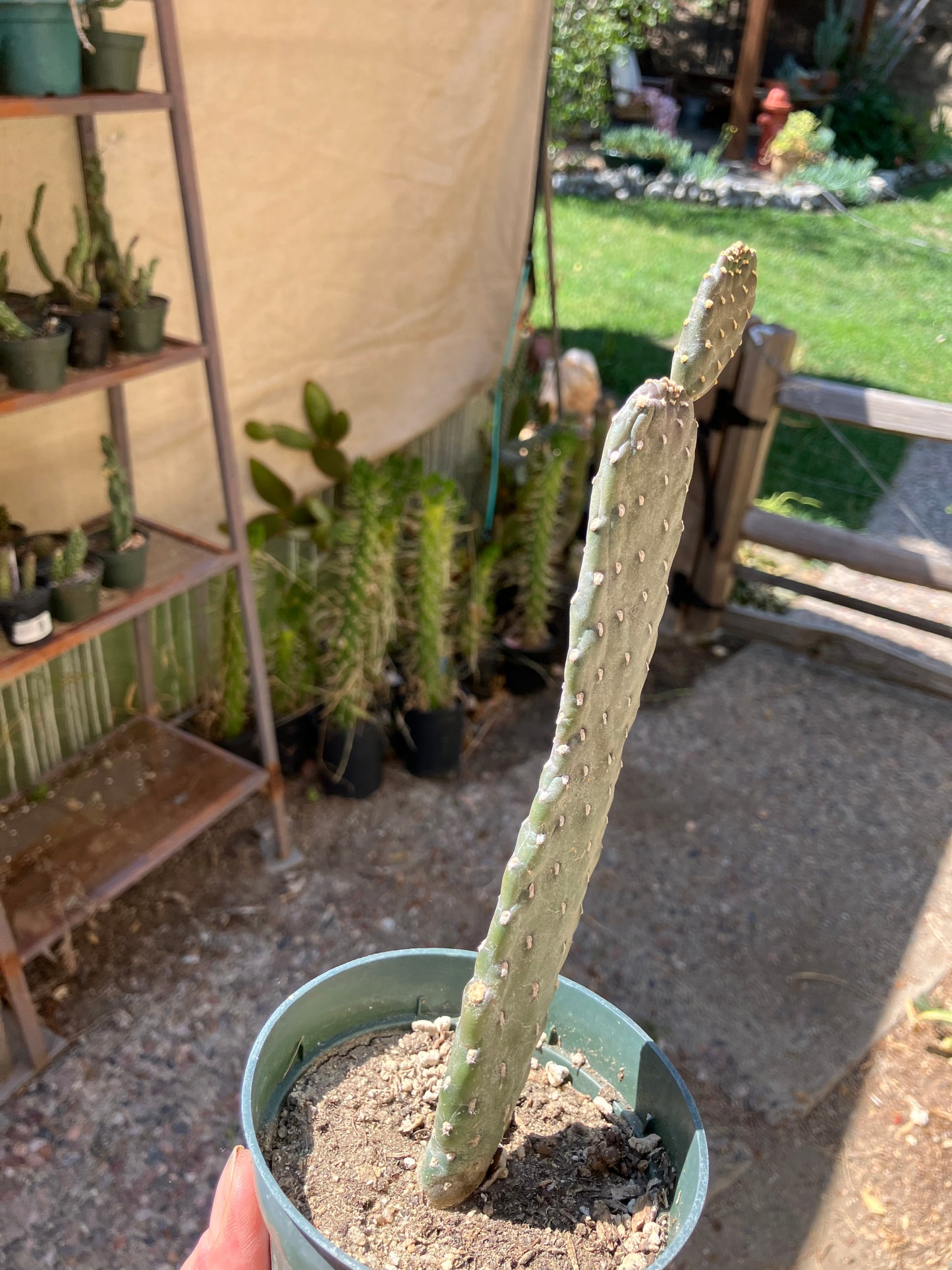 Opuntia Consolea rubescens Road Kill Cactus 10"Tall