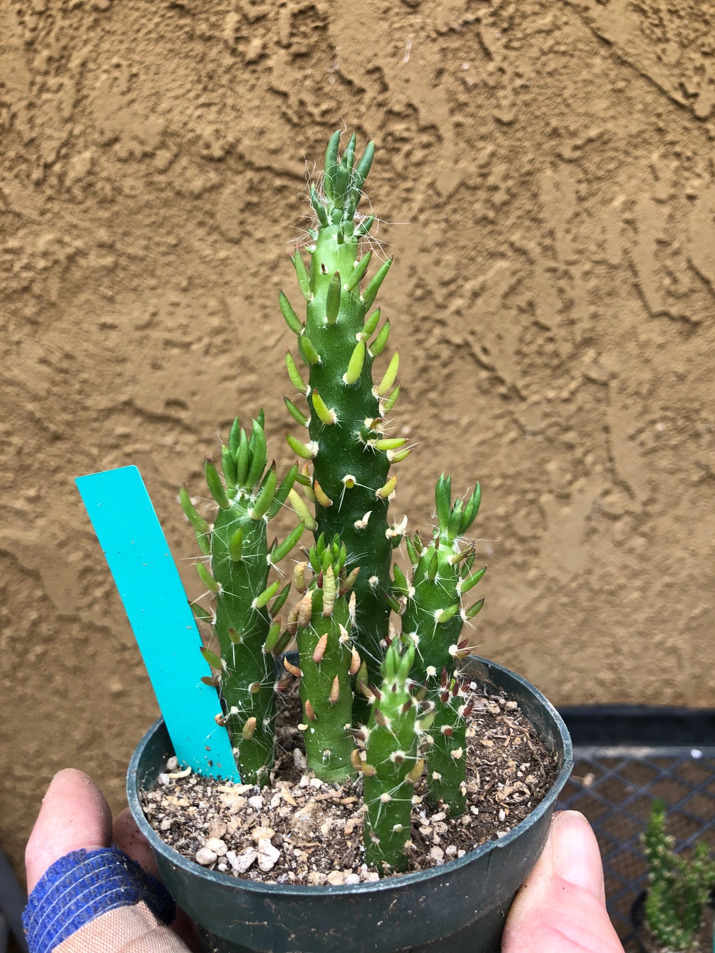 Austrocylindropuntia Cactus Gumbi Mini Eve's Needle 5"Tall #56G