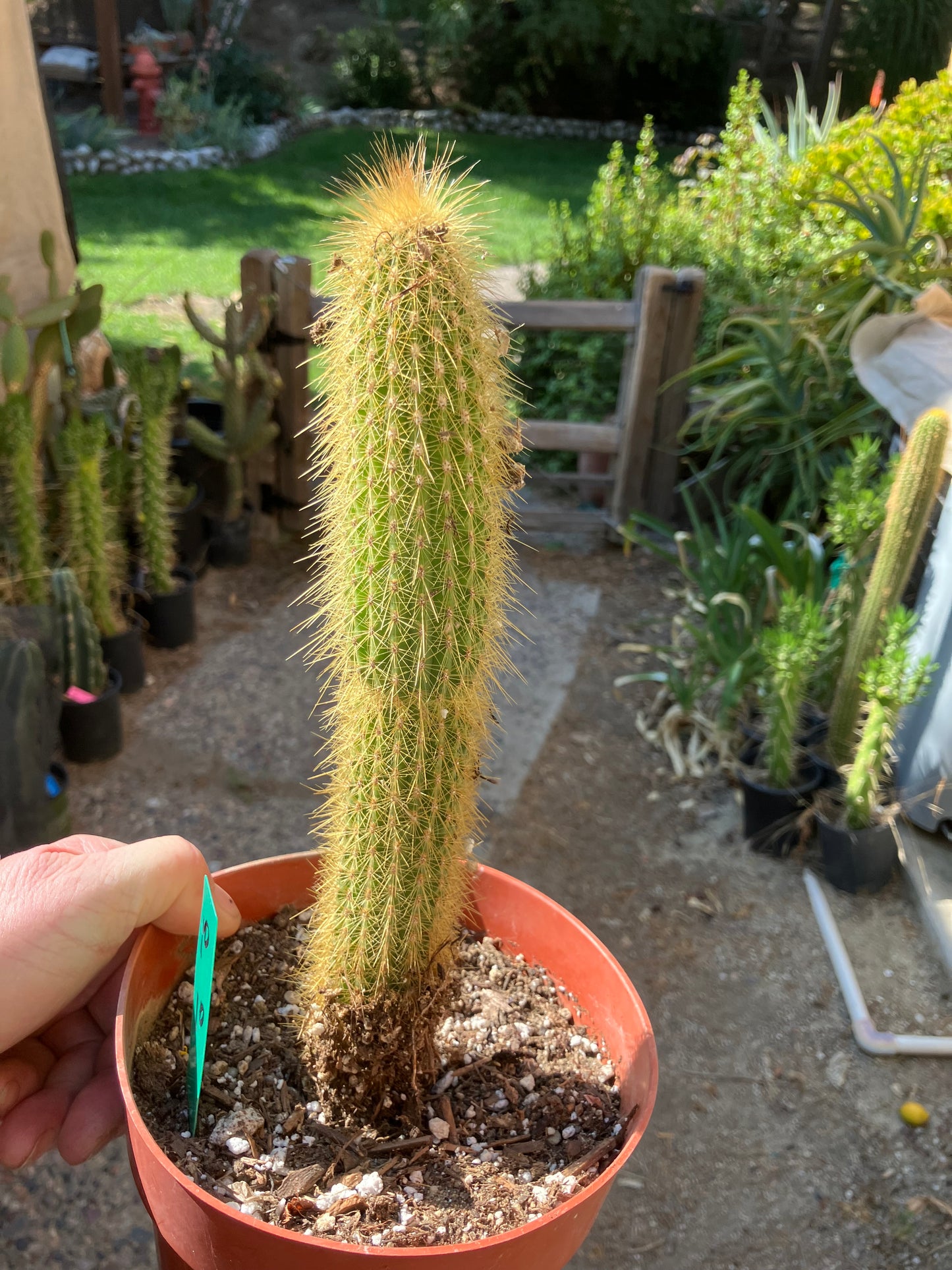 Cleistocactus hyalacanthus Cactus Columnar 10”Tall #10G