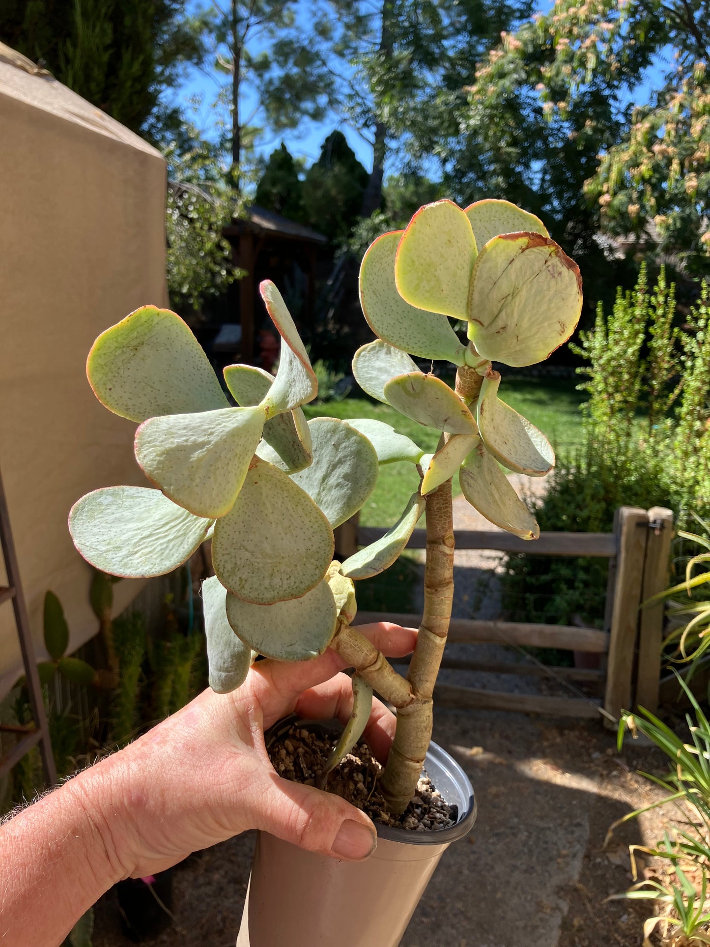 Crassula arborescens Silver Dollar 11”Tall #112Y