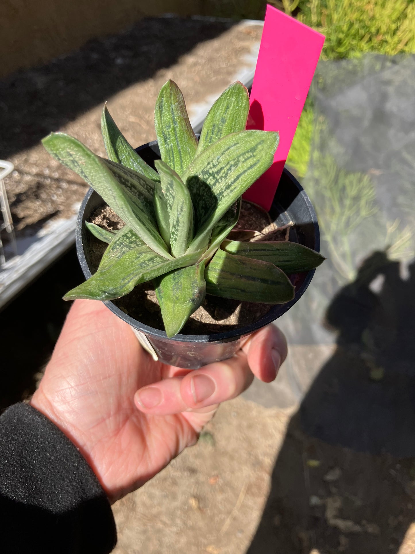 Gasteria Succulent Little Warty 7”Wide #31P